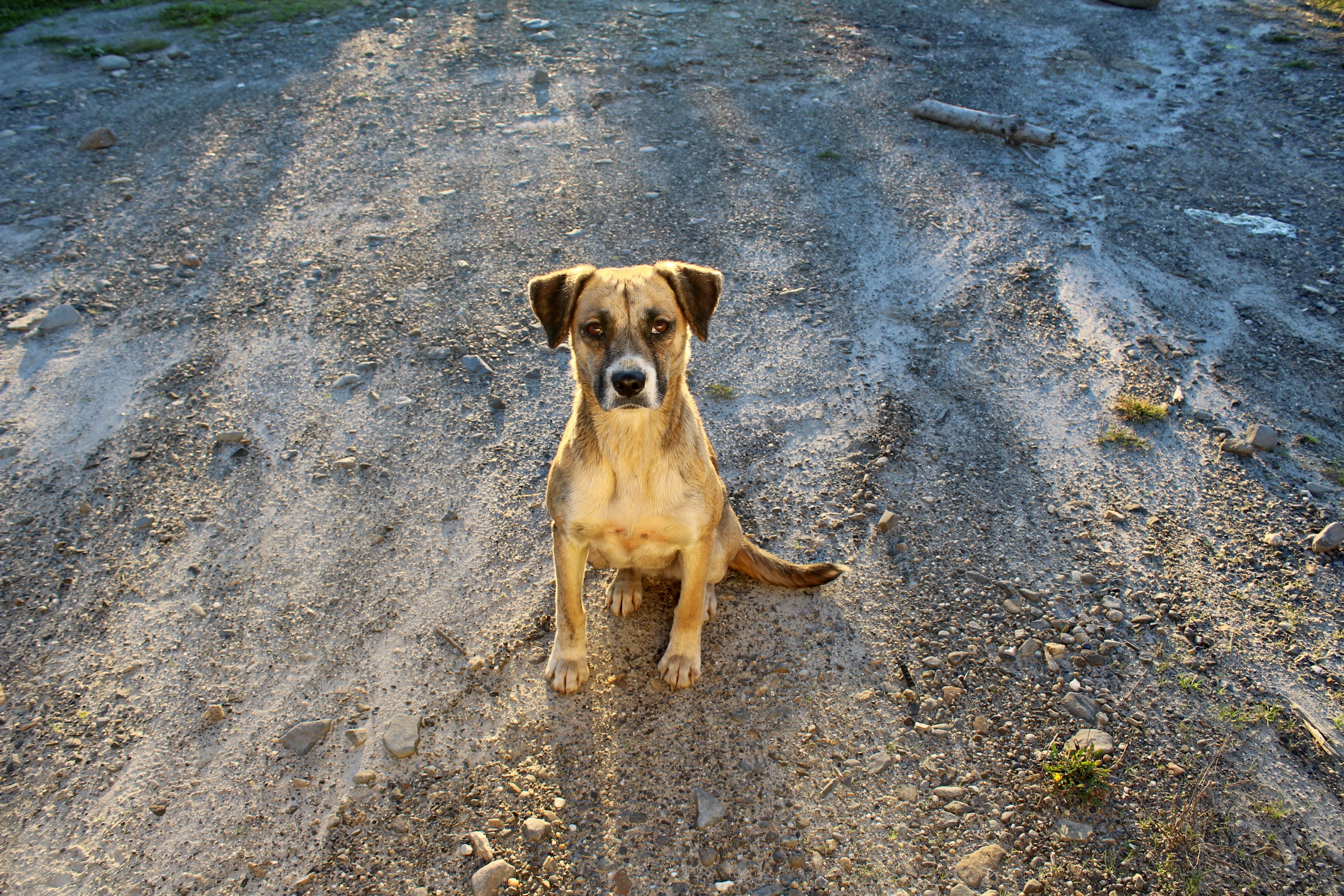domestic, day, text, nature, symbol, funny, domestic animals, pets, design, adopt, outdoors, happy, paper, poster, water, drawing, animal, puppy, cartoon, HD Wallpaper