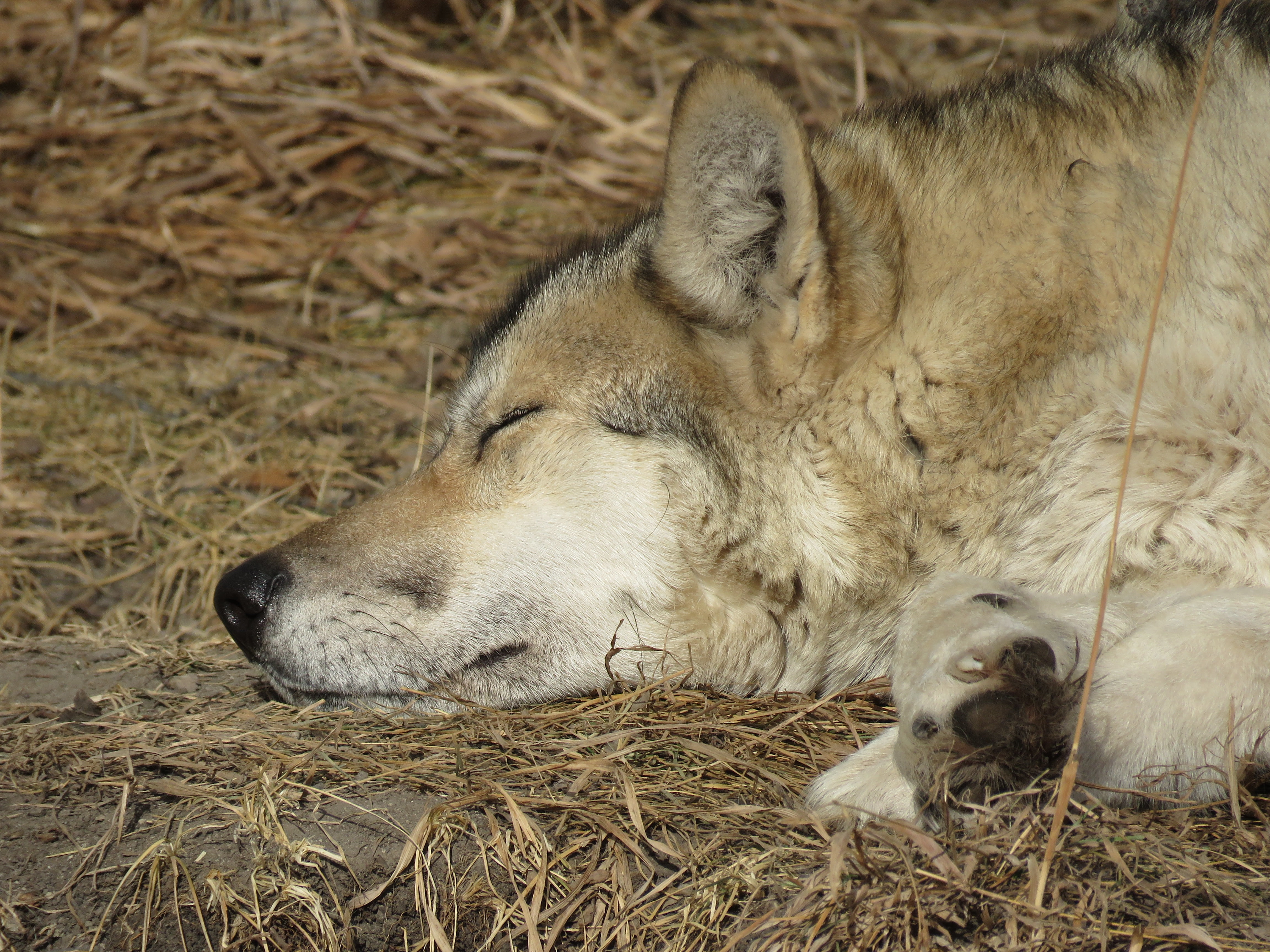 resting, relaxation, animal head, feline, fur, animal, lying down, lion - feline, carnivore, canine, pets, rehabilitation, sleeping, mammal, wildlife, animal body part, HD Wallpaper