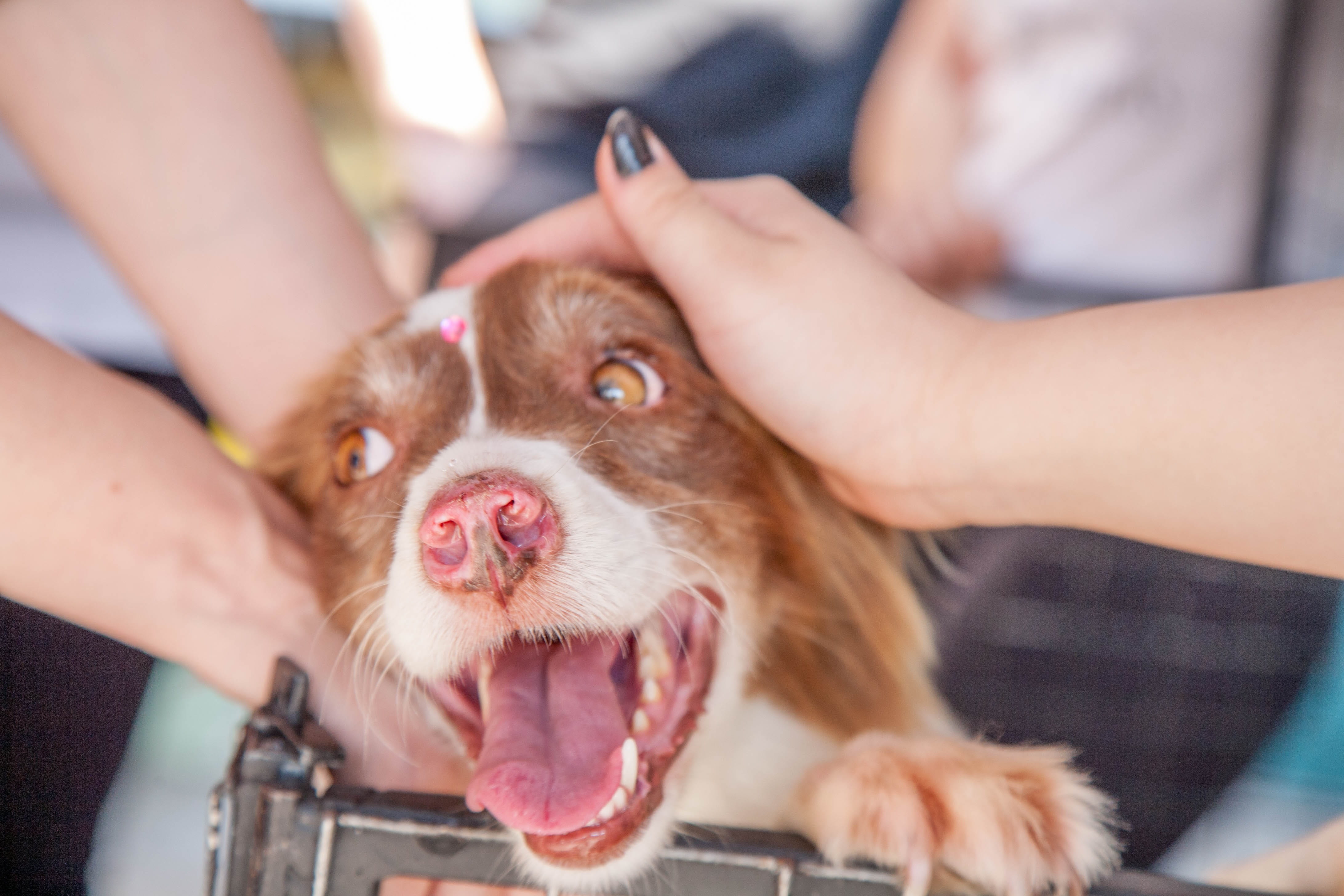 canine, mouth open, focus on foreground, cute, happy, human body part, puppy, hand, tan, midsection, close-up, animal, adoption, domestic animals, Pet, HD Wallpaper
