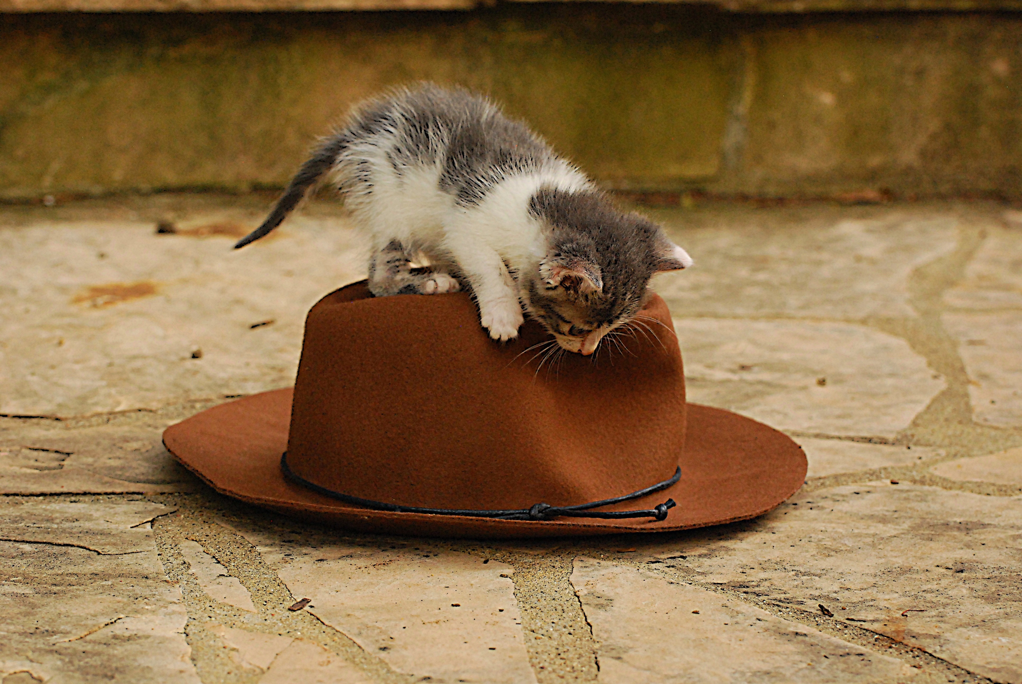 domestic Cat, stray, rescue, vertebrate, one animal, animal themes, brown, indoors, pet, focus on foreground, small, no people, hat, animal wildlife, adorable, HD Wallpaper