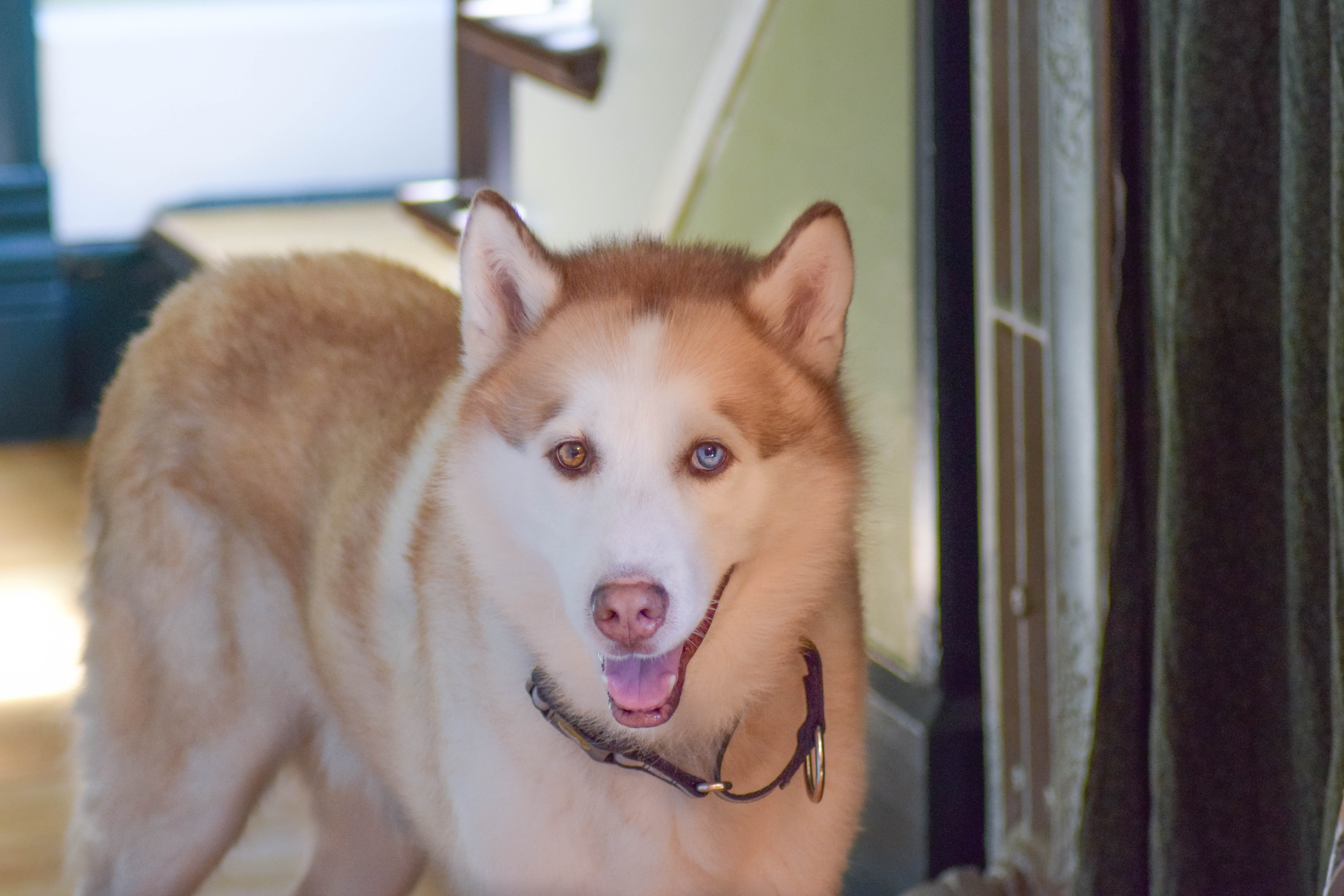 flooring, domestic animals, portrait, domestic, puppy, 5K, rescue, calumet, husky, no people, eskimo dog, focus on foreground, mouth open, one animal, HD Wallpaper