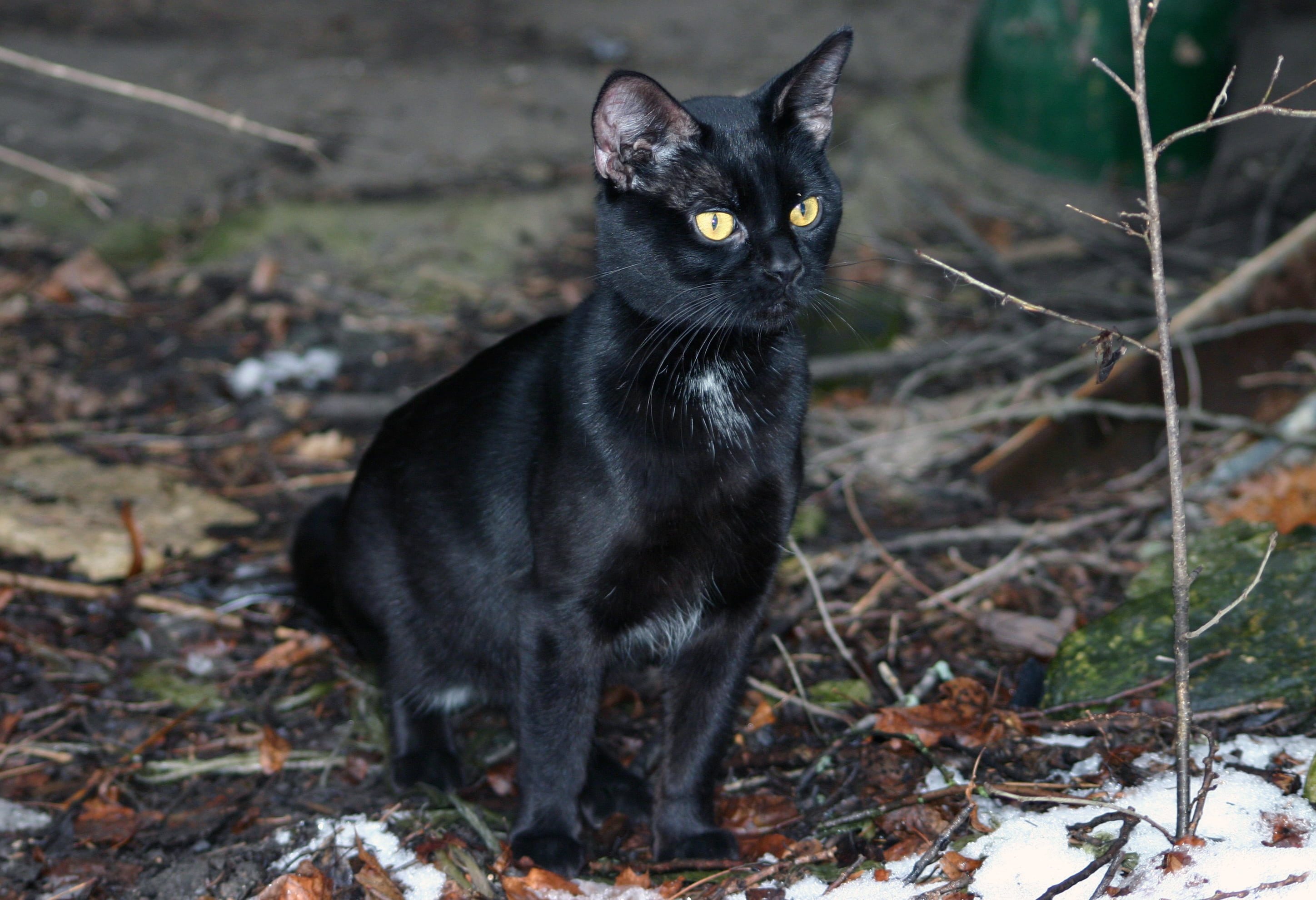 cute, fall, black color, domestic Cat, outdoors, pets, yellow eyes, young, spring, stray, 2K, no people, barn, animal, yellow, outside, feline, vertebrate, HD Wallpaper