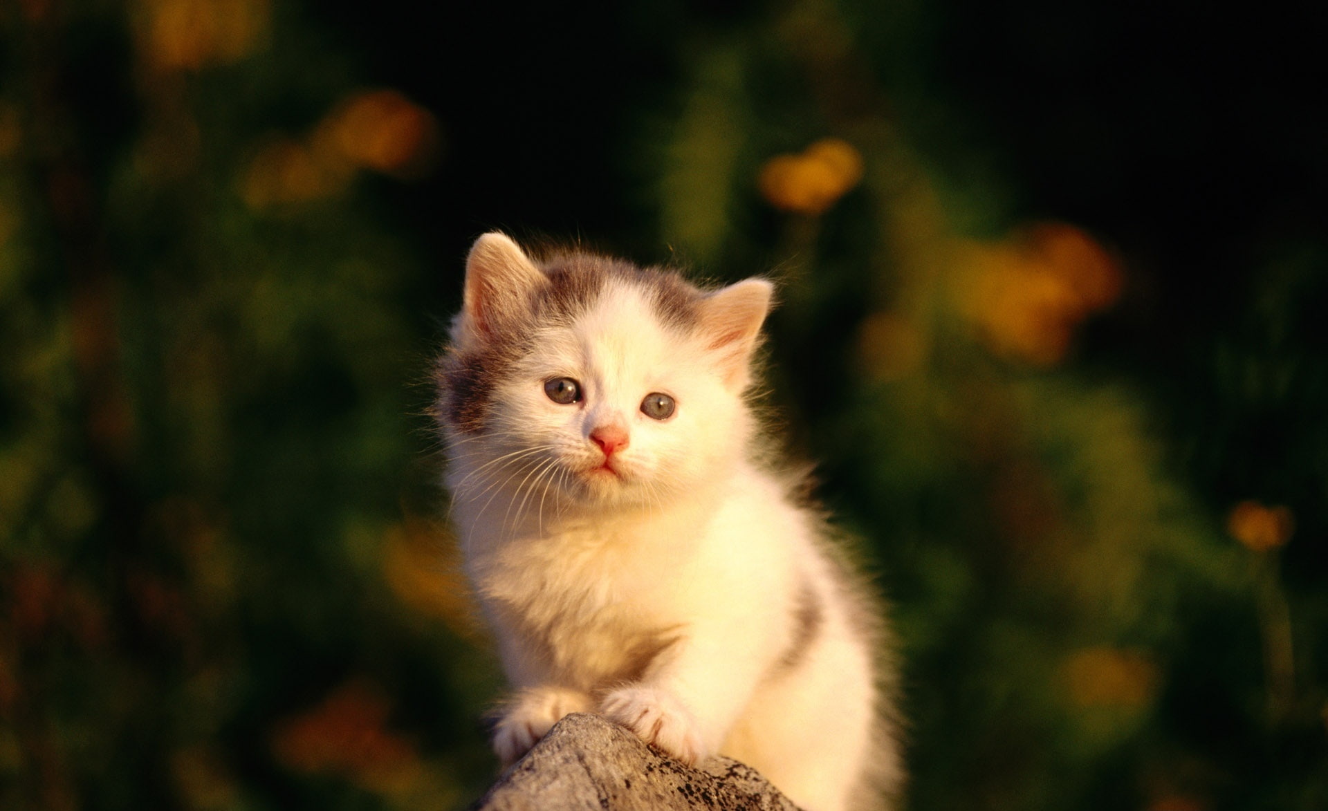 Pets, Little, Animals, Poor, cat, 1080P, Watching, HD Wallpaper