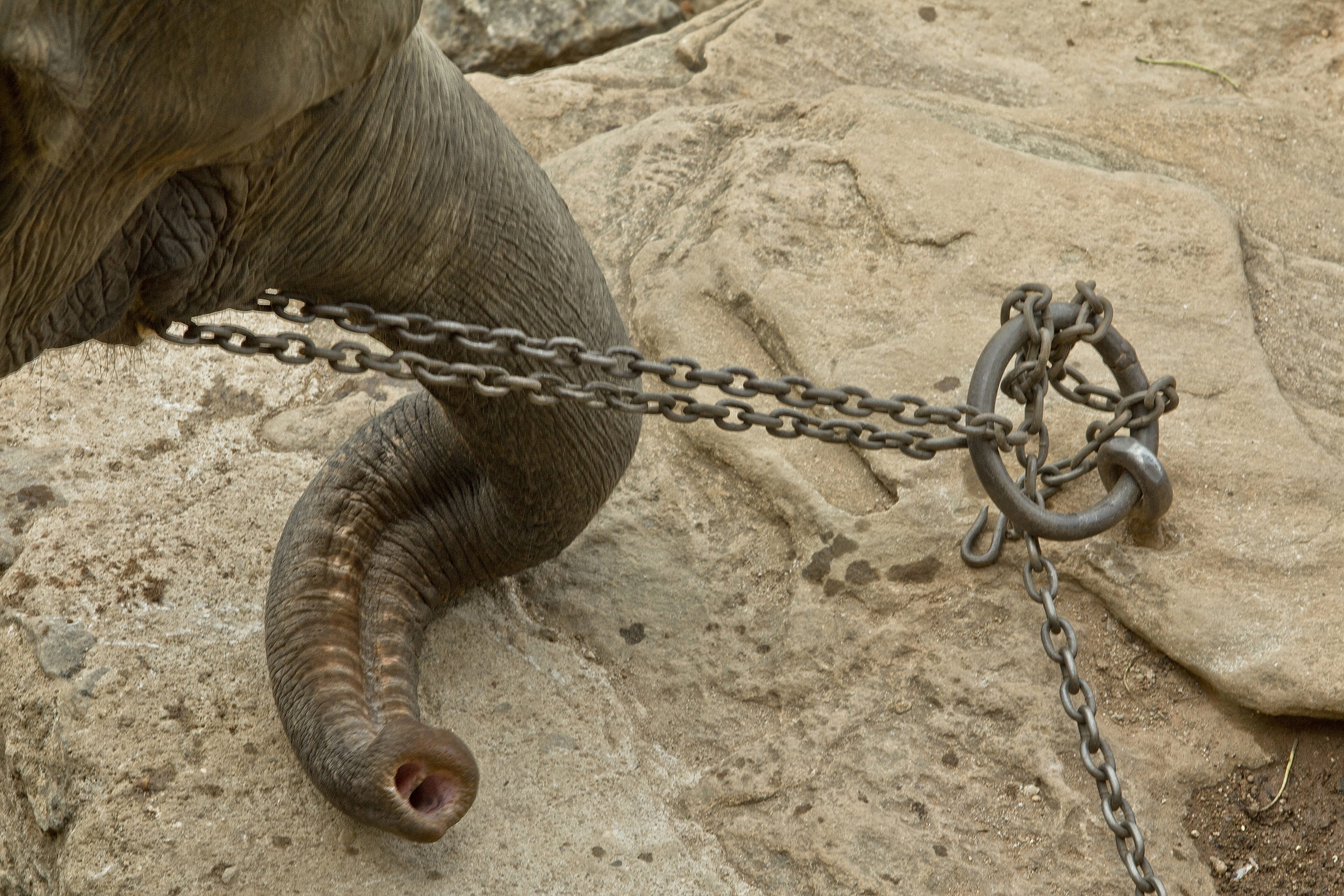 animal themes, tied, connection, sad, high angle view, day, metal, close-up, 2K, mammal, african elephant, strength, animal, poor, animal body part, nature, HD Wallpaper