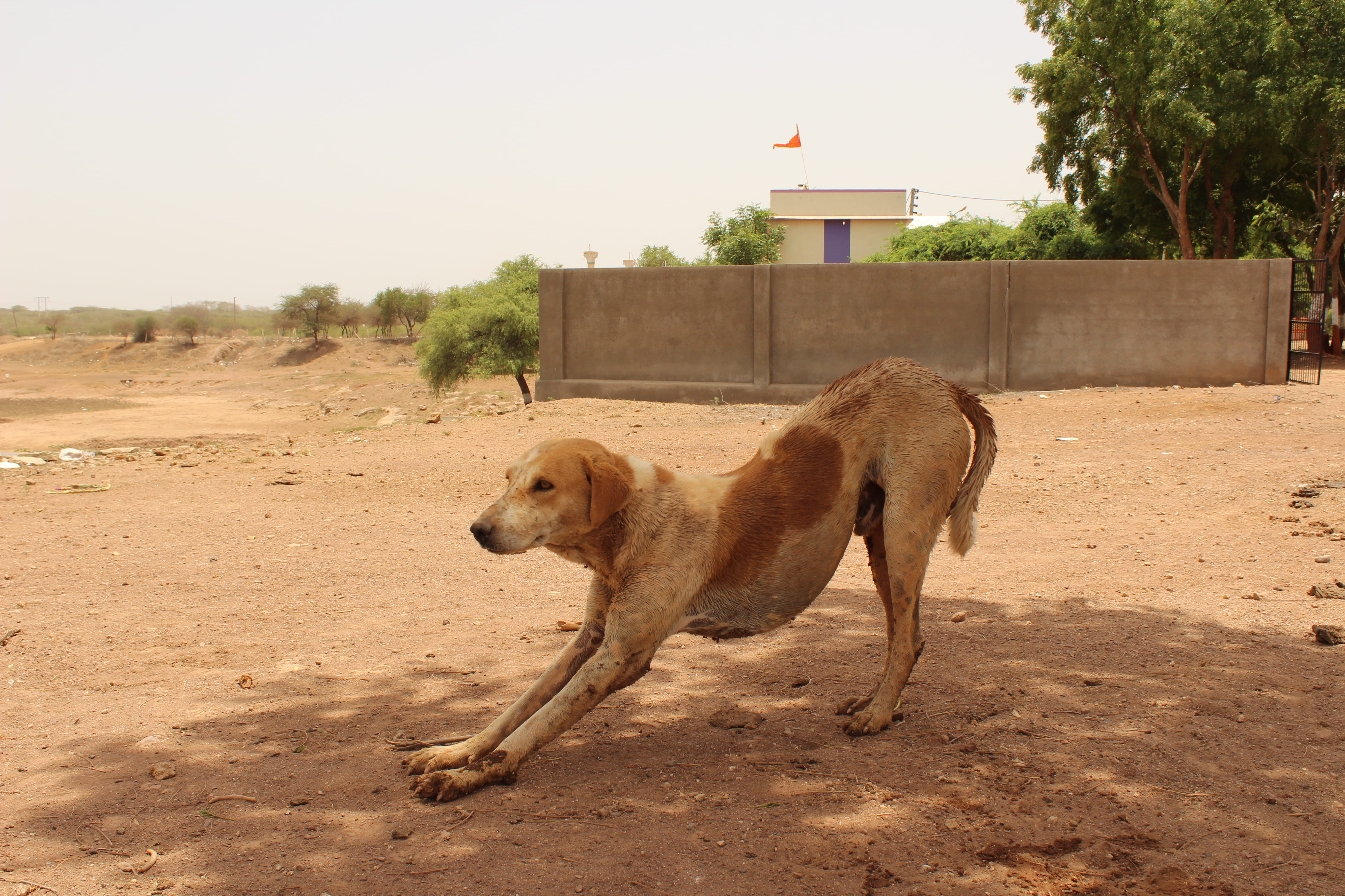 one animal, no people, domestic, nature, brown, animal themes, street dog, day, stray dog, animal wildlife, domestic animals, field, mammal, kutch, india, HD Wallpaper