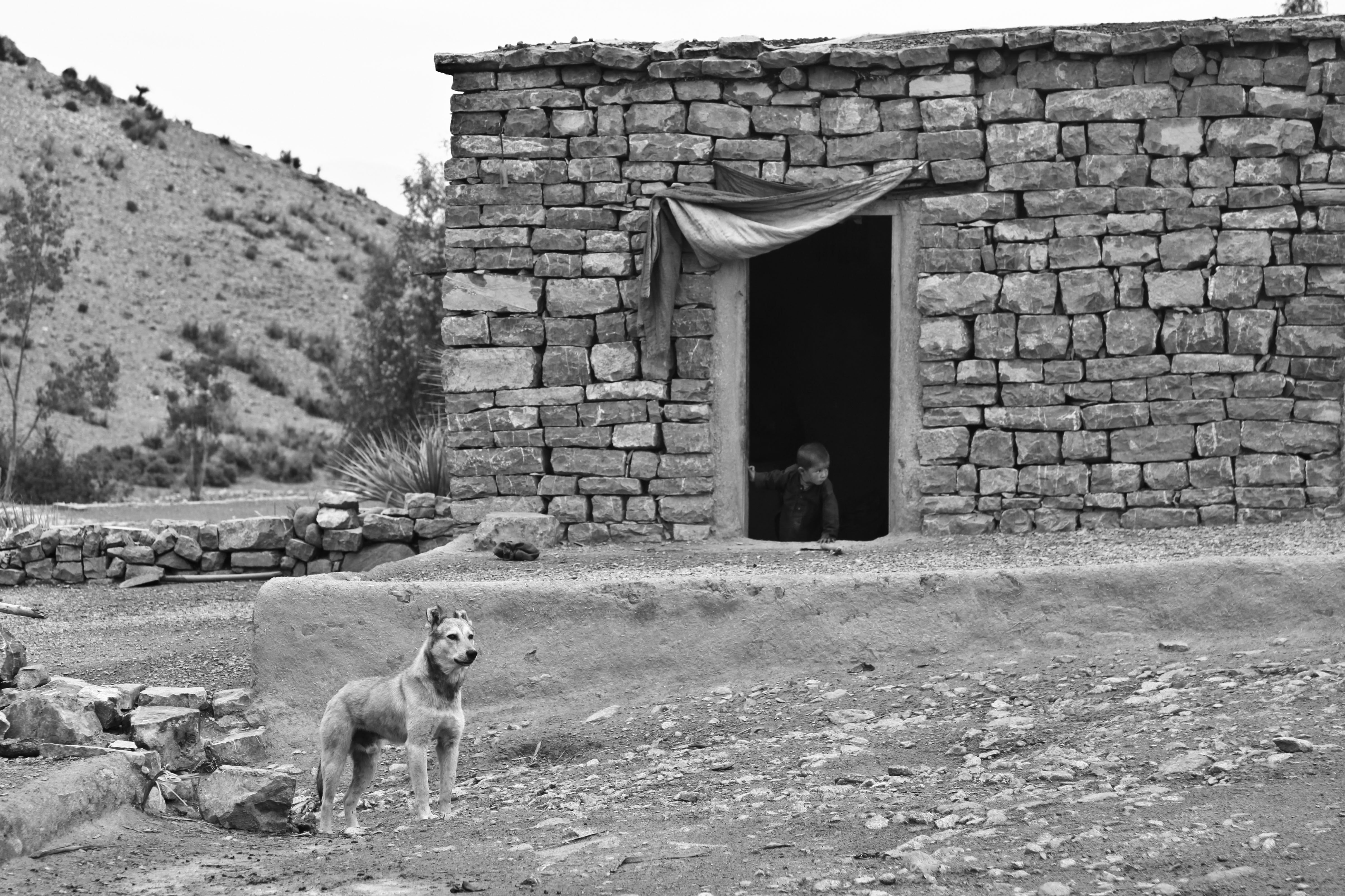 day, brick, animal themes, domestic animals, home, no people, dog, vertebrate, history, stone wall, farmland, building, door, mammal, boy, farm, wall, wall - building feature, HD Wallpaper