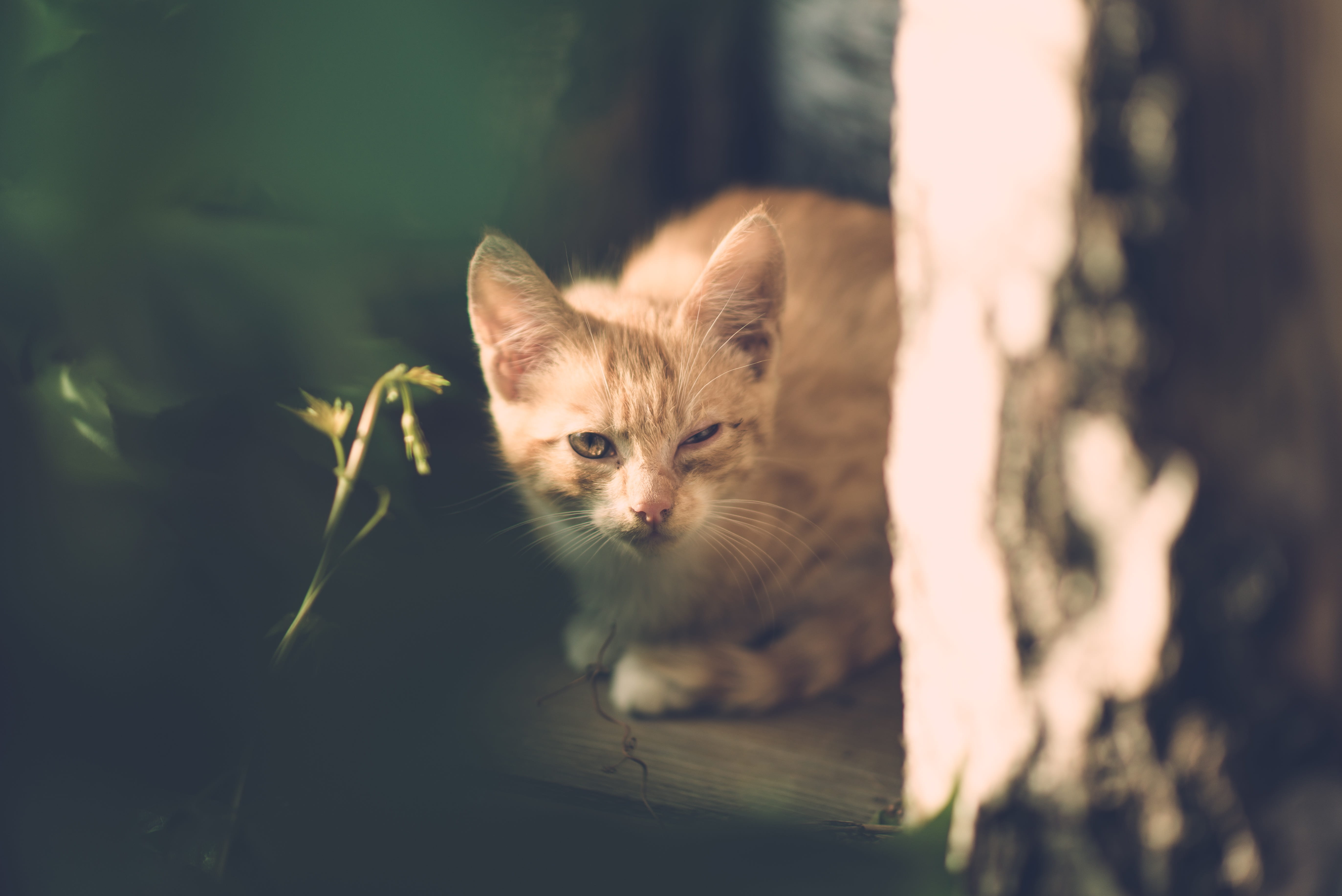 young, vertebrate, looking at camera, pets, unhappy, domestic, focus on foreground, little, kitten, poor, village, domestic cat, cat, injury, pet, domestic animals, HD Wallpaper
