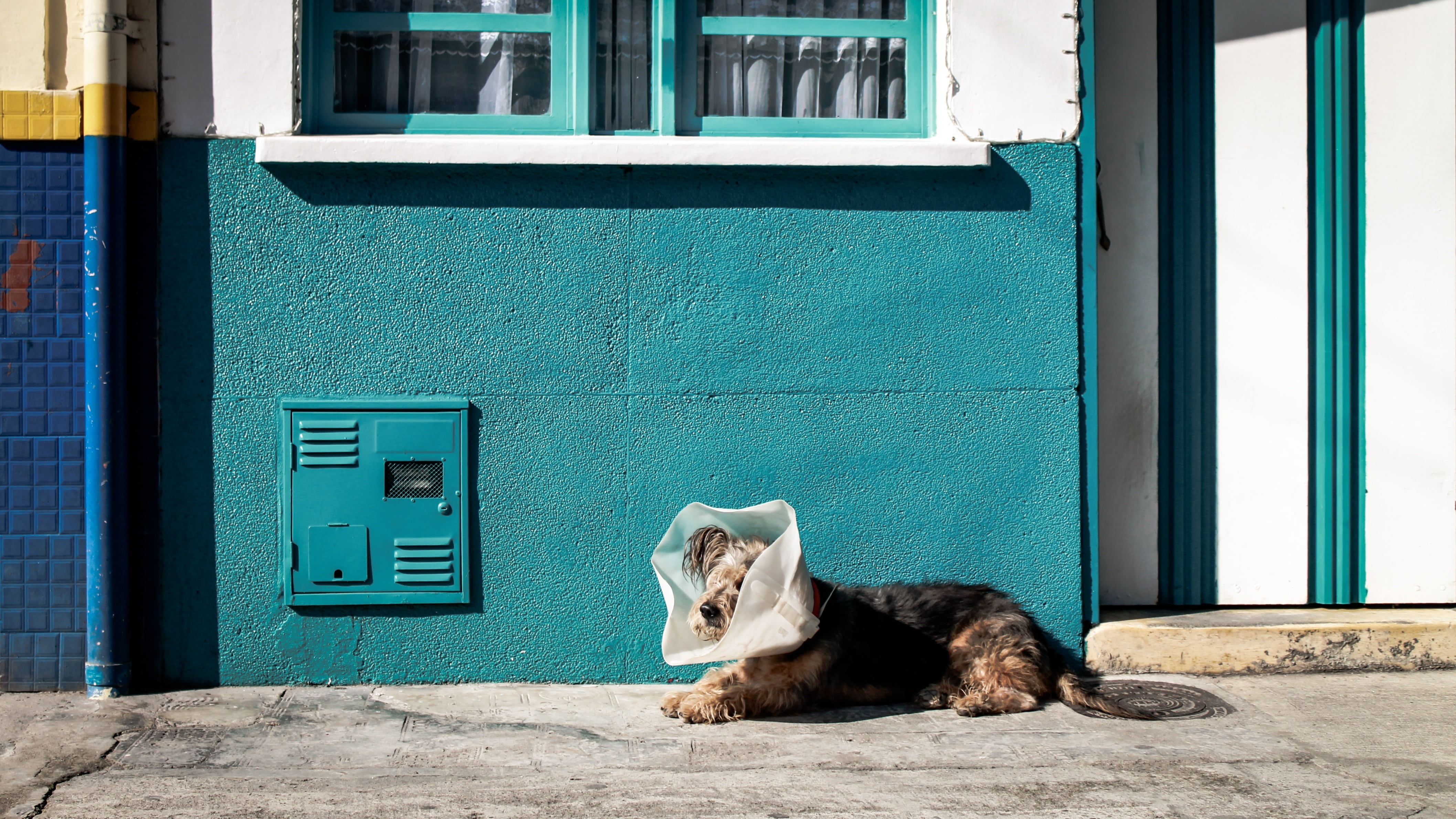 feline, door, building exterior, animal, dog, outdoors, injury, painful, vertebrate, pets, cat, mammal, entrance, building, domestic, domestic animals, HD Wallpaper