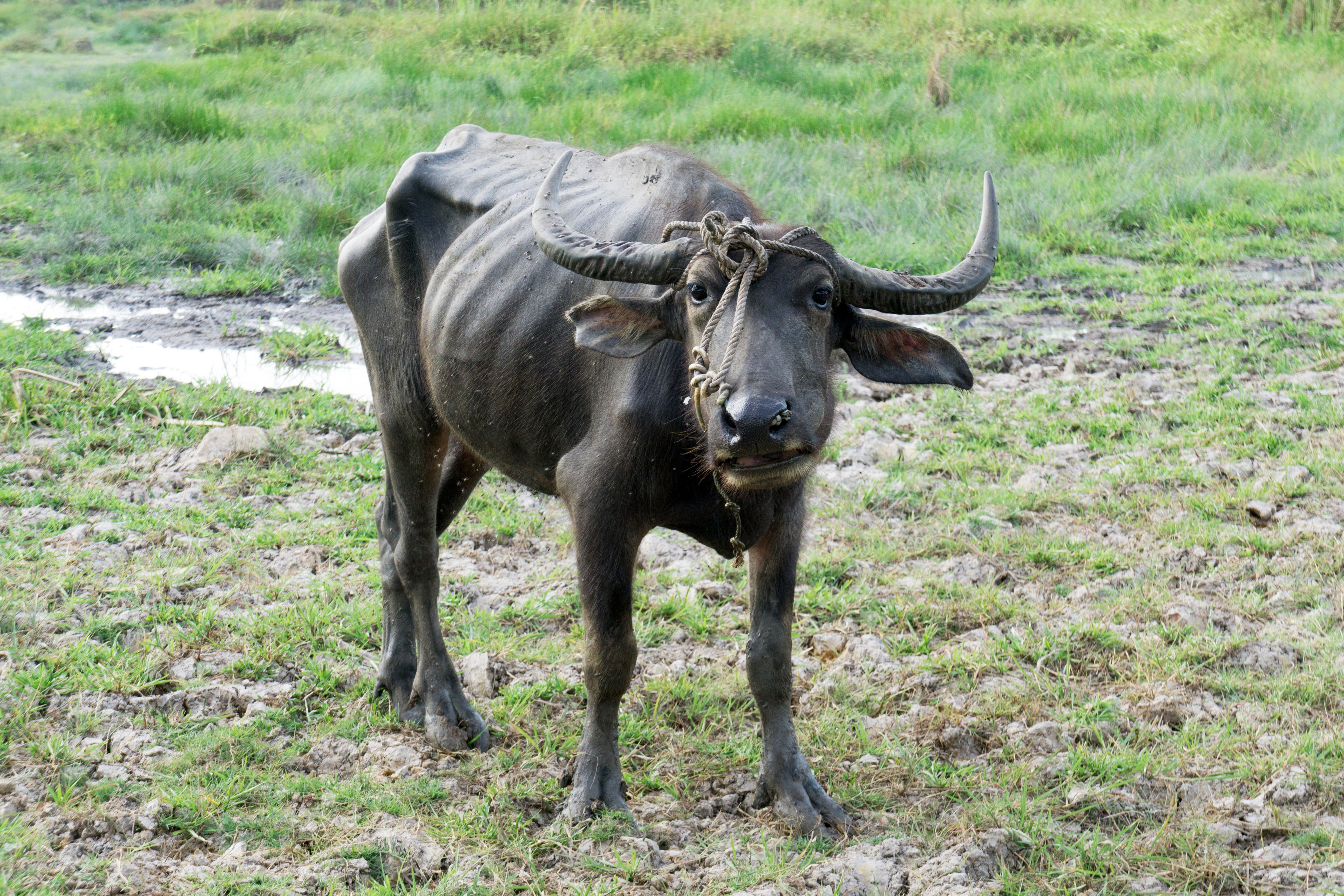 animal themes, buffalo, pets, horned, mammal, poor, nature, 5K, grass, field, meadow, rope, asia, no people, water buffalo, domestic, thin, one animal, HD Wallpaper