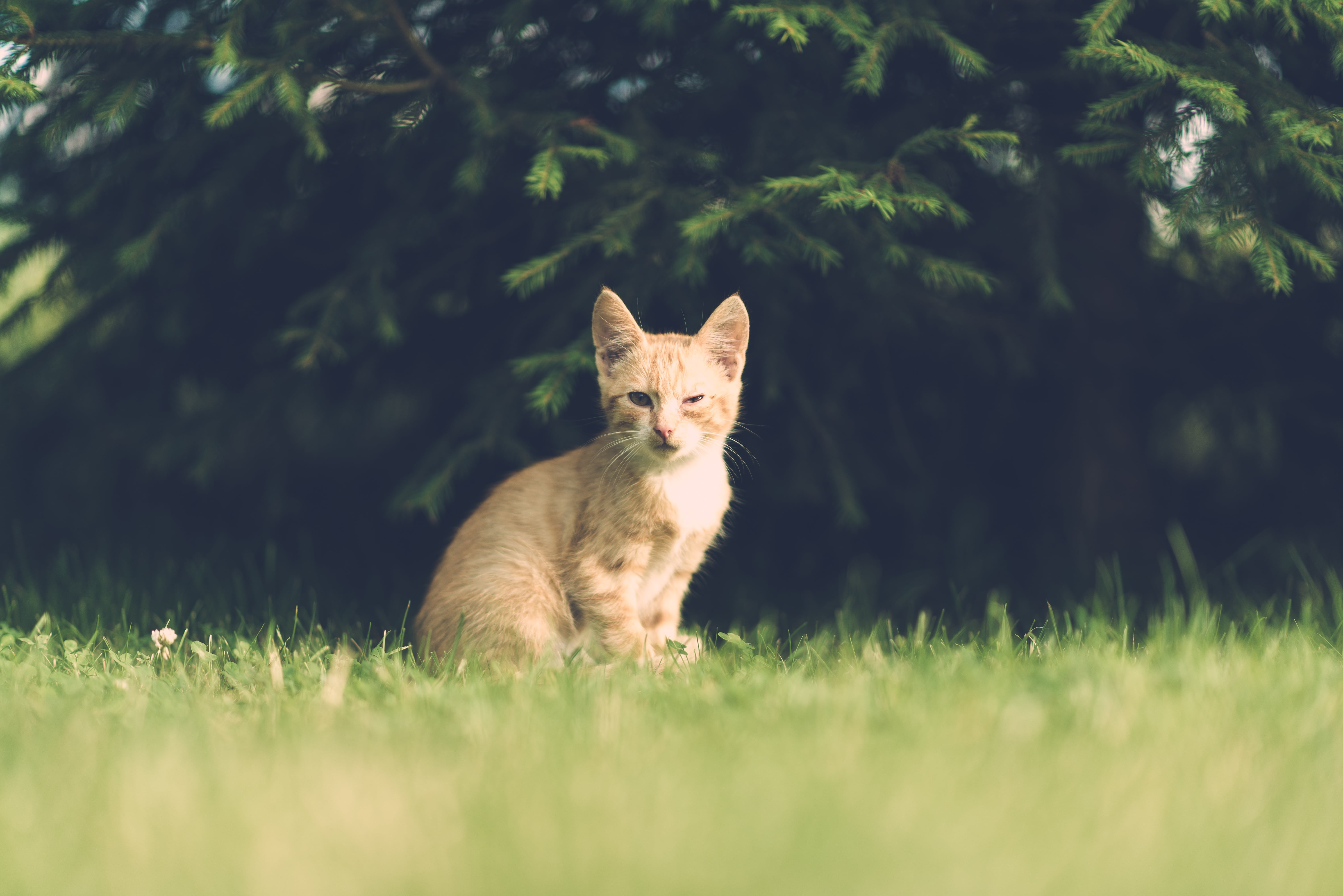 5K, animal head, unhappy, garden, sitting, fur, cute, portrait, cat, looking at camera, kitten, eye, land, tabby, plant, animal, animal themes, orange, HD Wallpaper