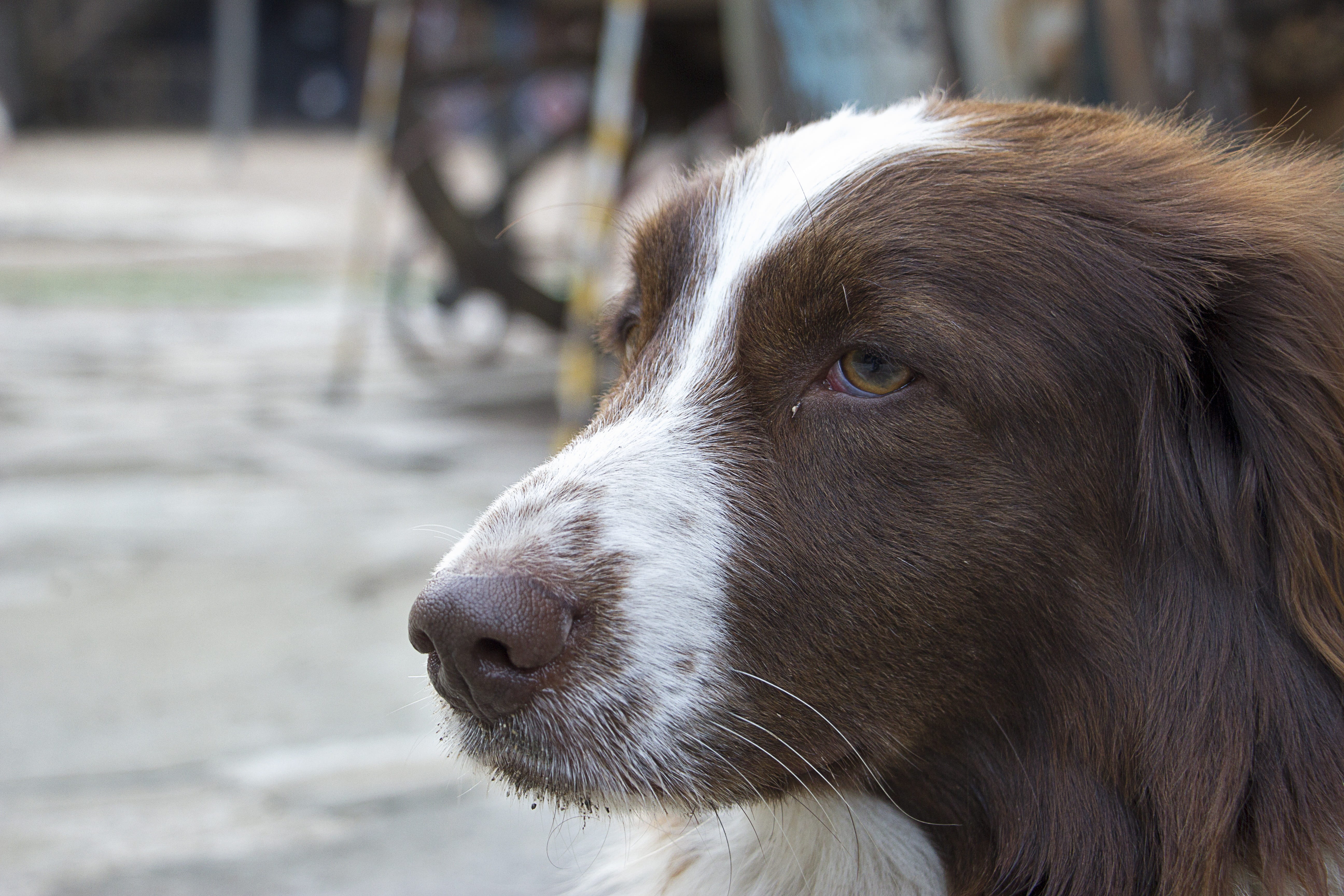 road, mammal, Street, alone, focus on foreground, side view, homeless, 5K, sadness, no people, sad, snout, puppy, sad dog, friendship, loneliness, stray, HD Wallpaper