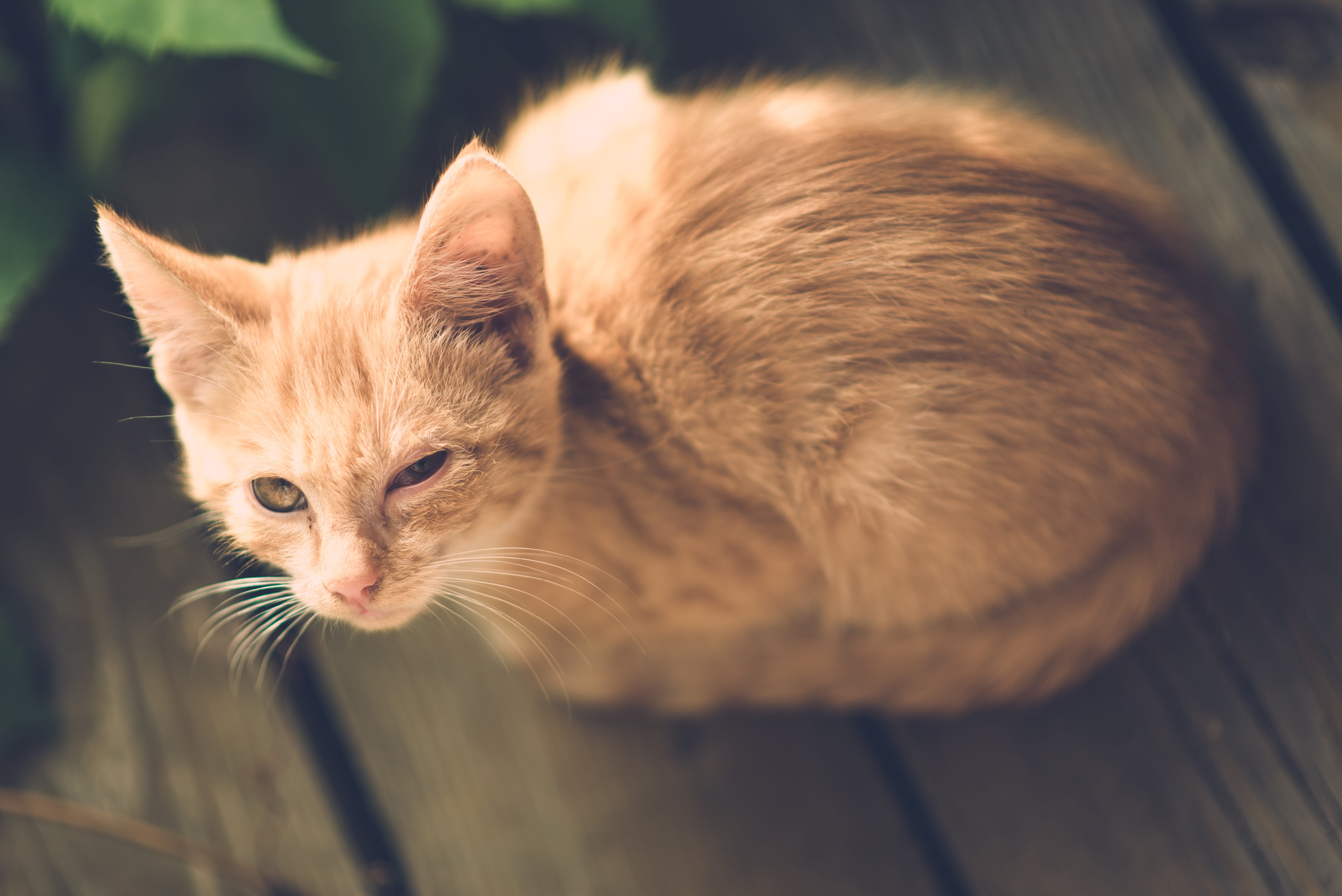 poor, ginger cat, whisker, mammal, little, one animal, animal themes, orange, village, outdoor, unhappy, wooden, small, relaxation, fur, eye, no people, HD Wallpaper