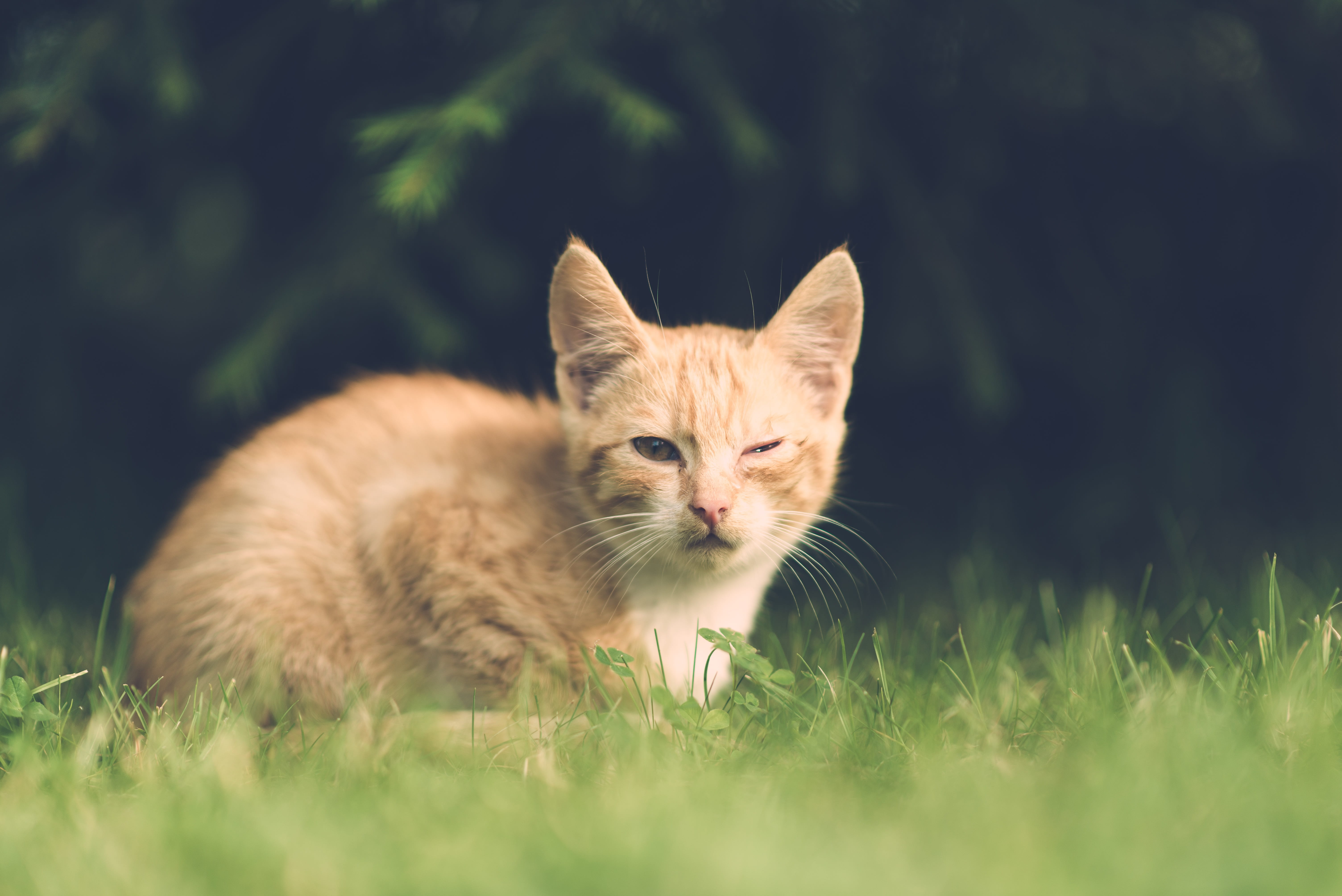 plant, no people, cat, nature, unhappy, animal, grass, one animal, domestic cat, relaxation, 5K, field, eye, family, injury, whisker, ginger cat, domestic animals, HD Wallpaper