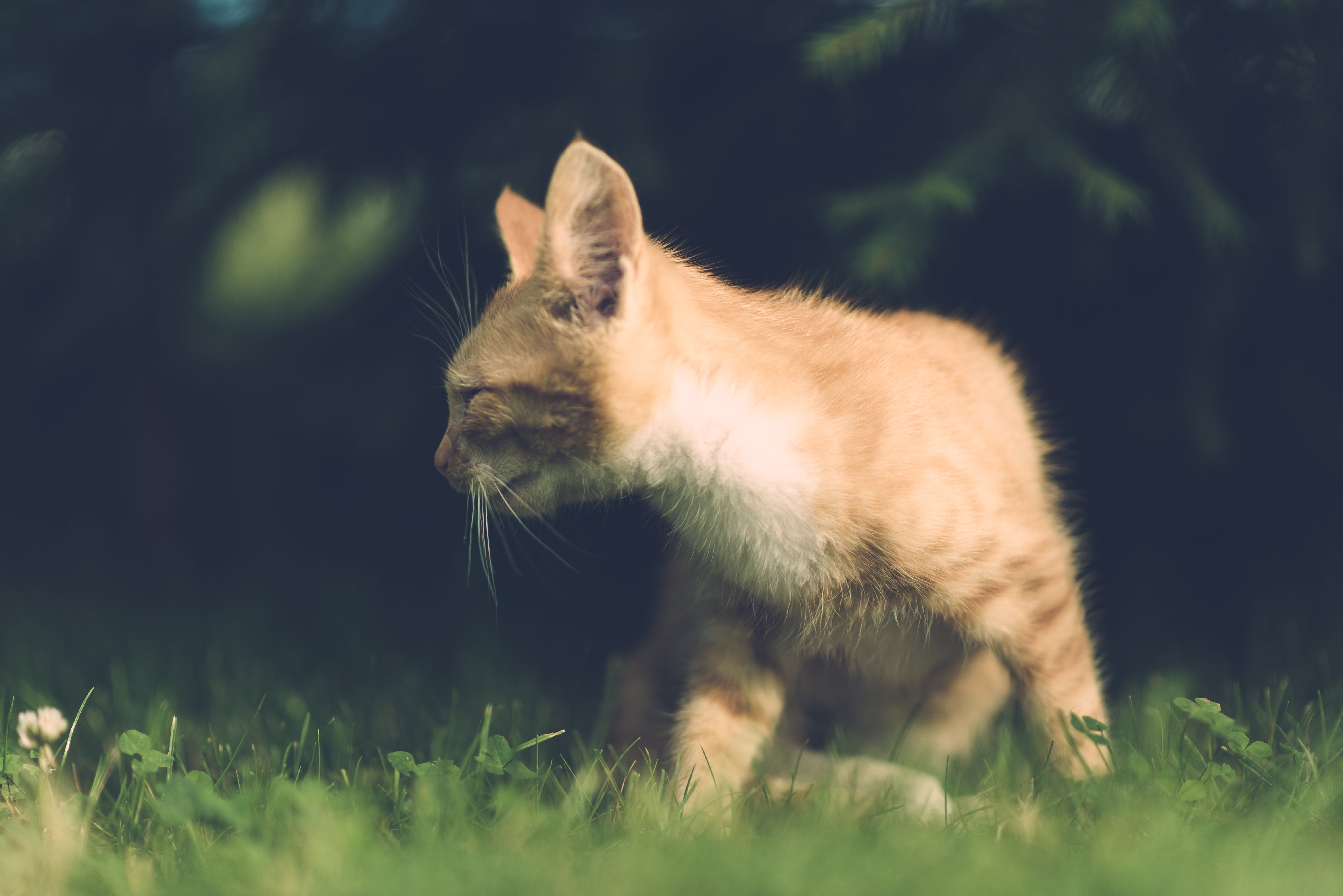 domestic cat, standing, domestic, portrait, young, selective focus, little, land, eye, poor, pet, looking, one animal, injury, fur, small, family, animal, HD Wallpaper
