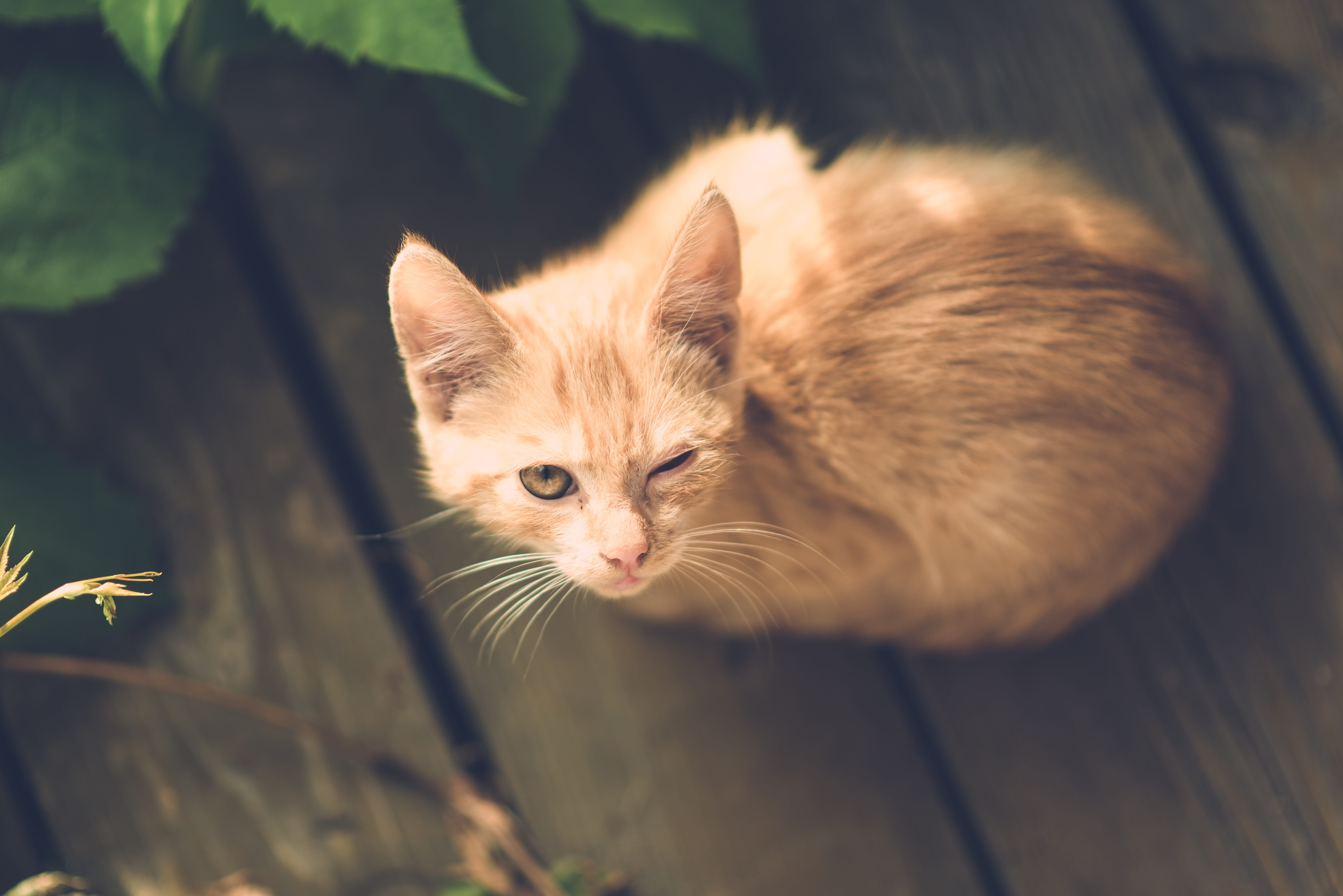 red, one eye, poor, small, little, whisker, relaxation, domestic cat, no people, selective focus, sunlight, eye, wood, animal, nature, village, feline, HD Wallpaper