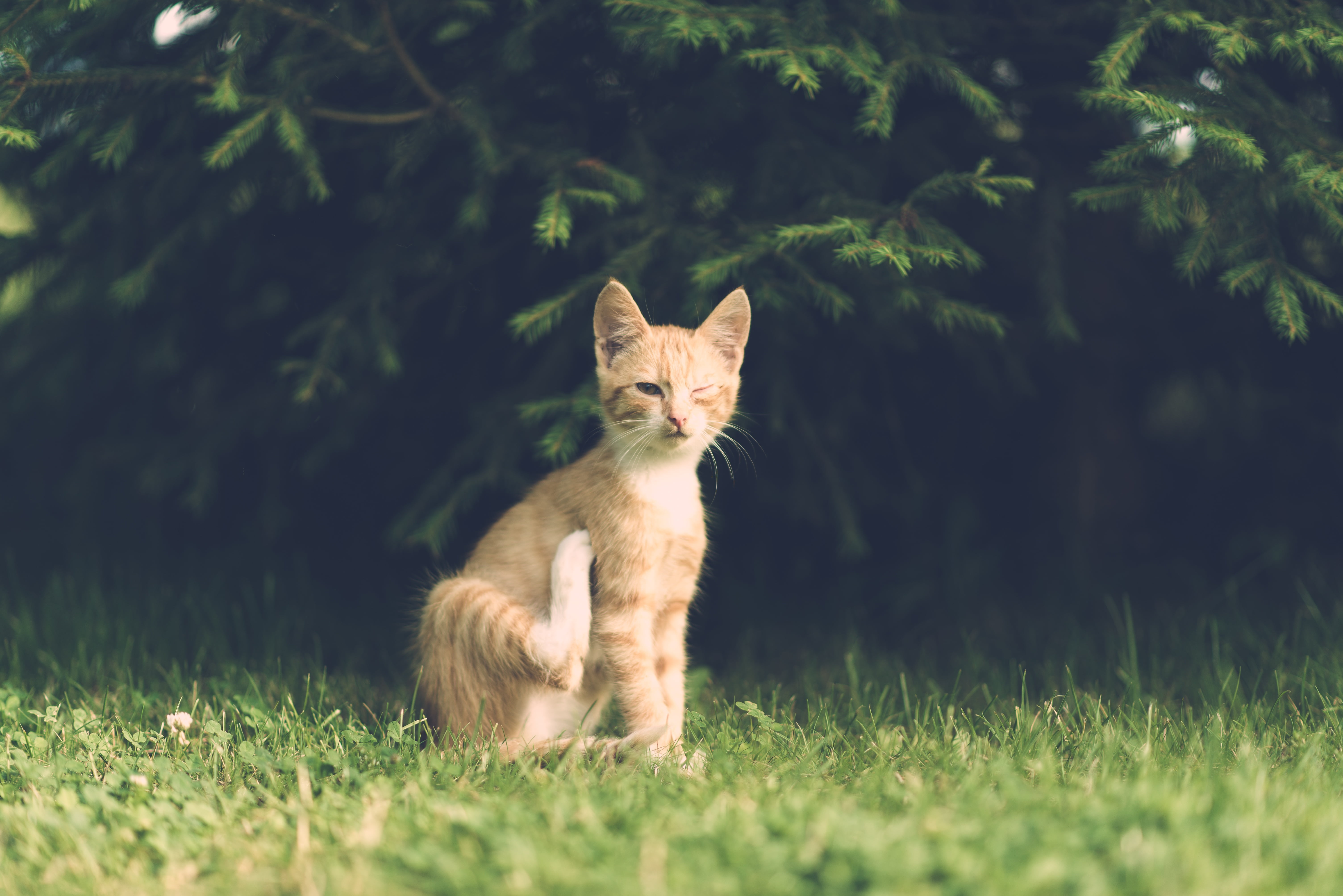 selective focus, kitten, family, fur, sitting, whisker, village, orange, unhappy, vertebrate, daytime, cute, animal, 5K, green, portrait, ginger cat, pet, HD Wallpaper