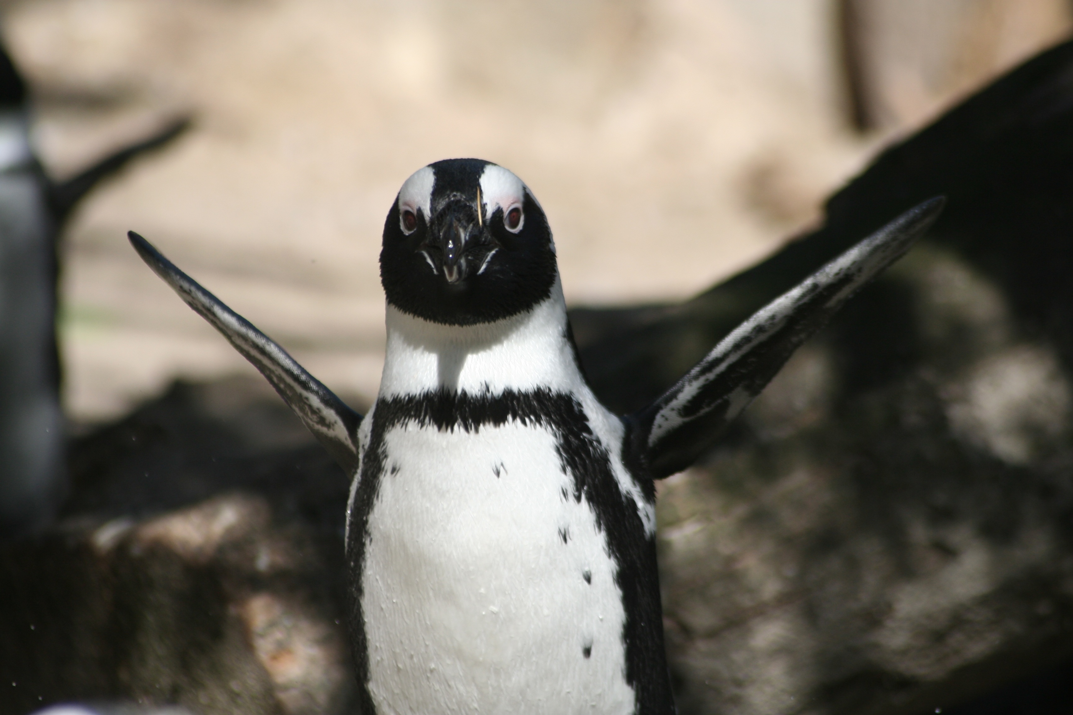animals wildlife, safari, schwaz white, black, one animal, fast, photography, animals in the wild, animal themes, s, focus on foreground, black color, black and white, HD Wallpaper