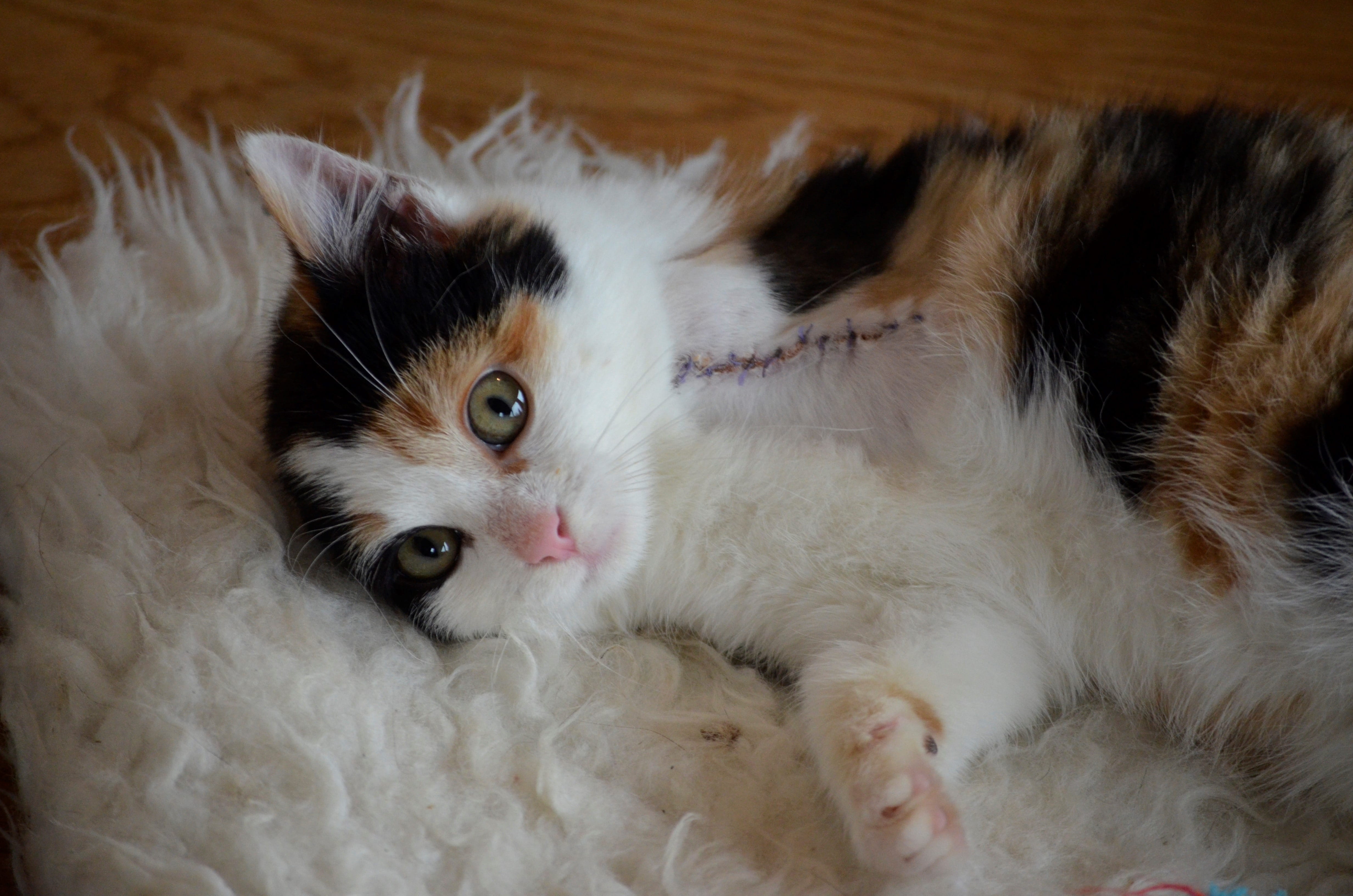 close-up, sweet, animal eye, poor cat, animal themes, three legs, mat, kitten, mammal, nature, Cat, relaxation, amputation, fur, Handicap, sleeping, lying Down, HD Wallpaper