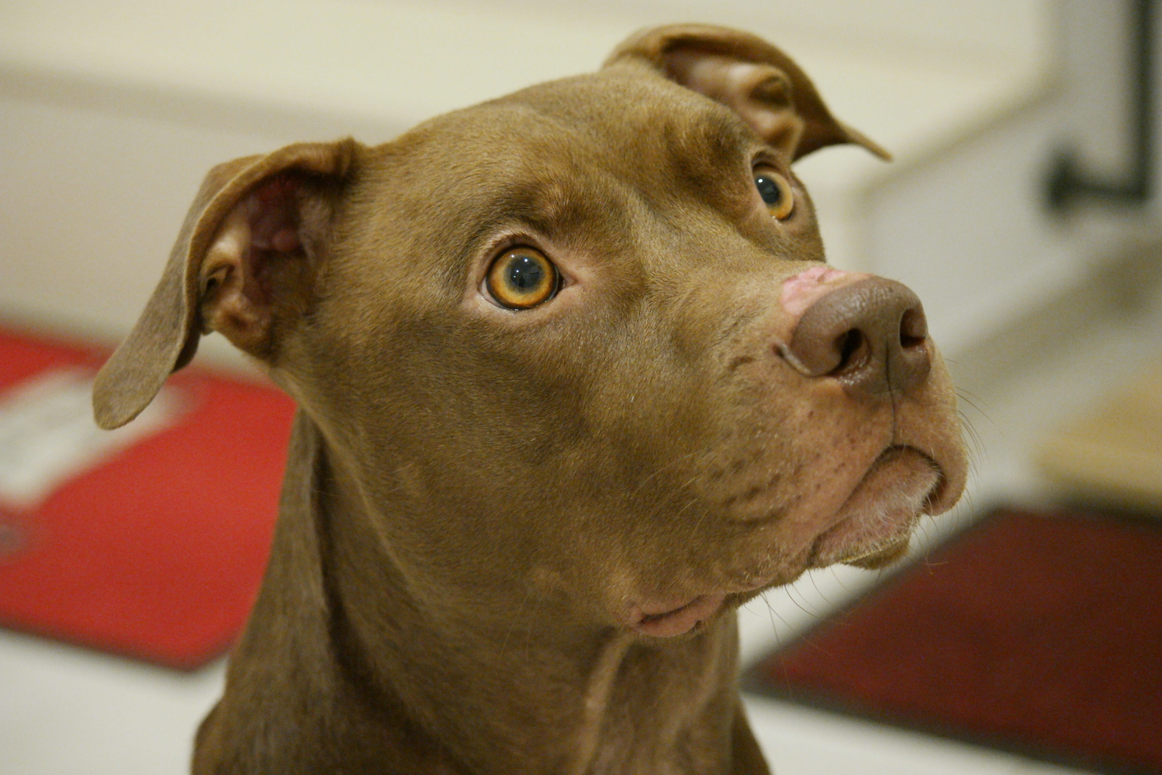 domesticated, canine, animal nose, portrait, mammal, pet, one animal, cute, race, pitbull, focus on foreground, brown, friend, pets, animal body part, animal shelter, HD Wallpaper