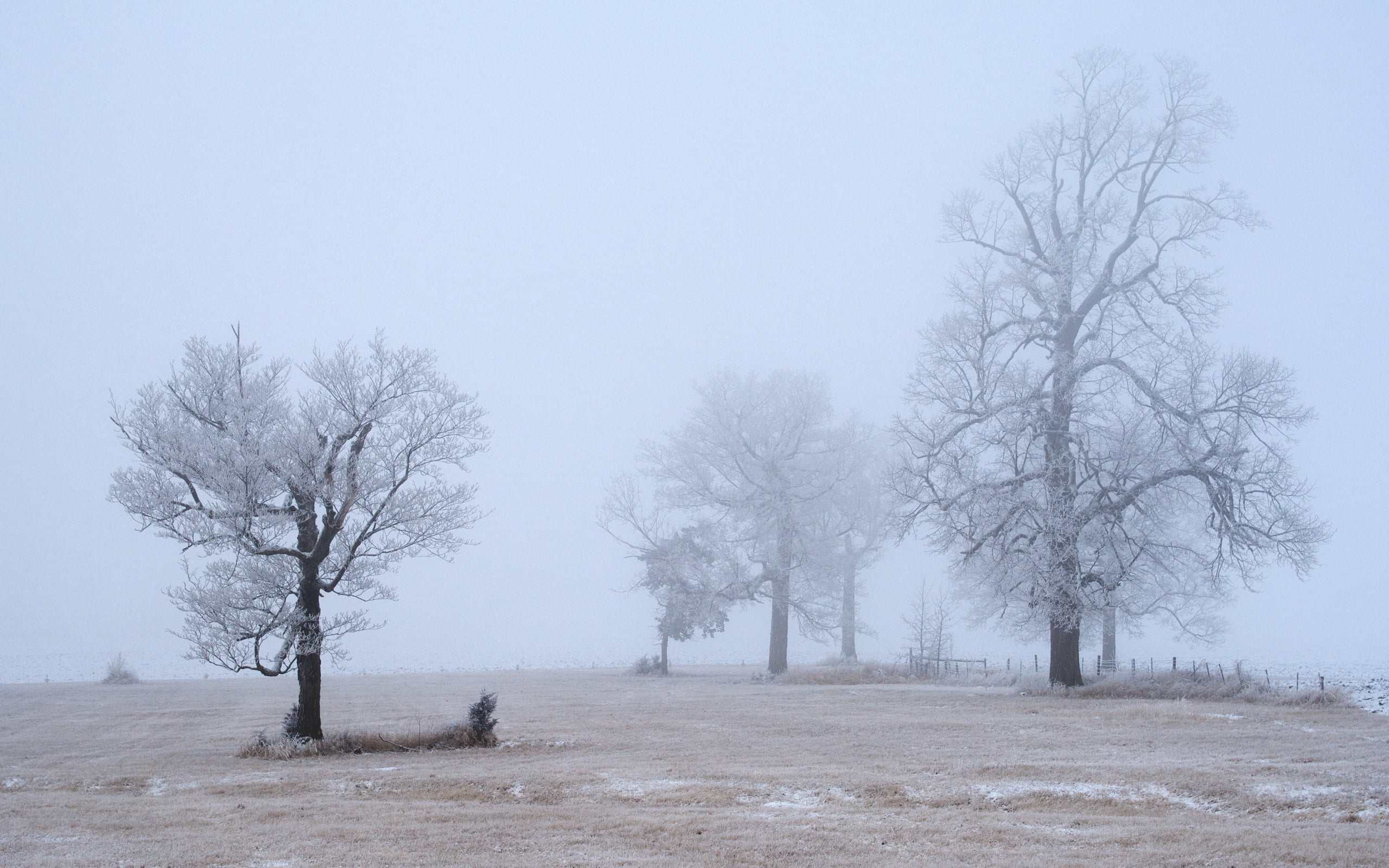 scenics - nature, bare Tree, backgrounds, rural Scene, terribly, trees, bare, sky, season, branch, landscape, no people, field, scenics, frost, beauty in nature, HD Wallpaper