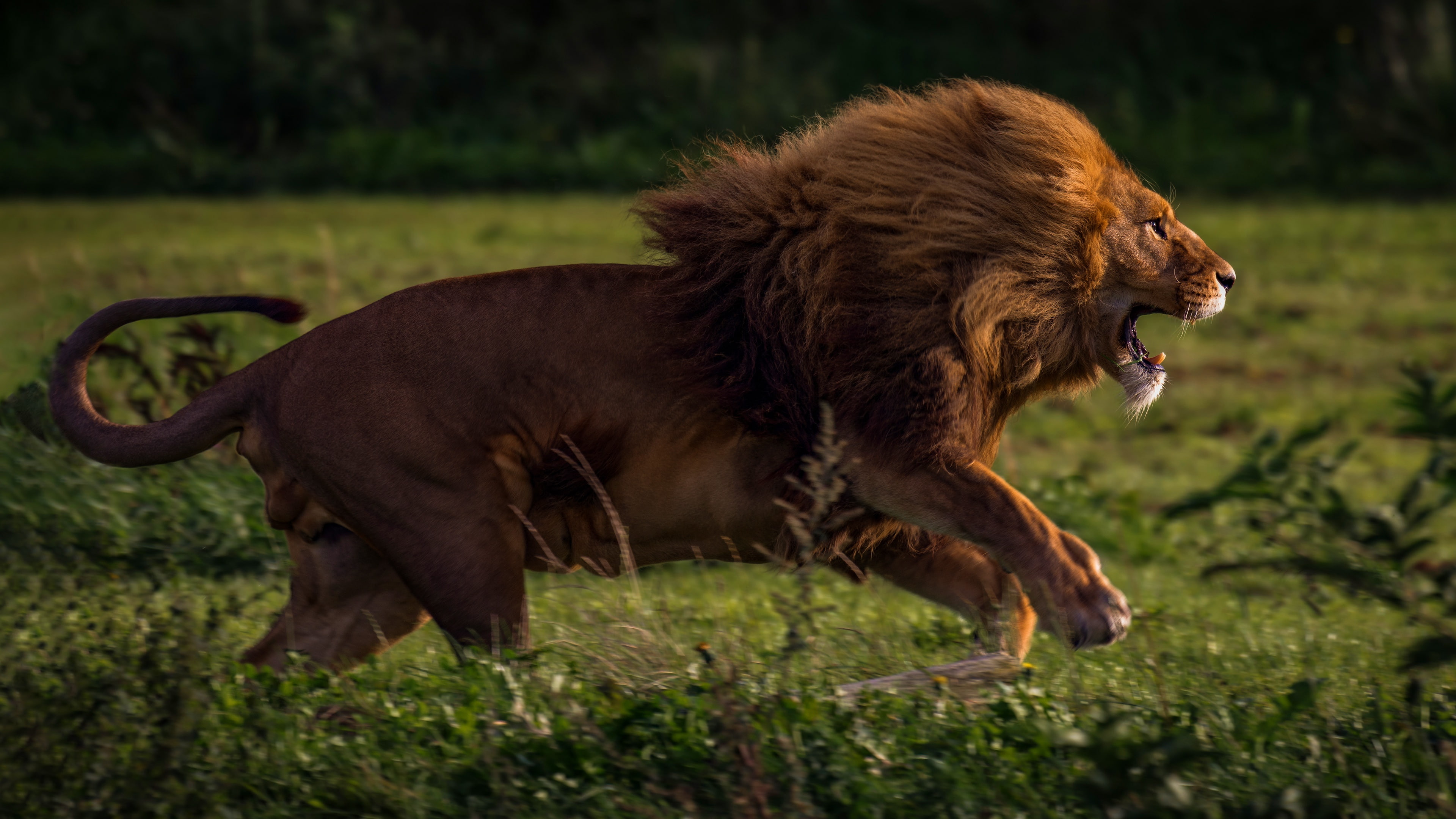 mouth, wild cats, paws, running, grass, 4K, wildlife, field, mane, hunting, runs, handsome, Leo, jump, body, background, predator, face, terrible, cats, HD Wallpaper
