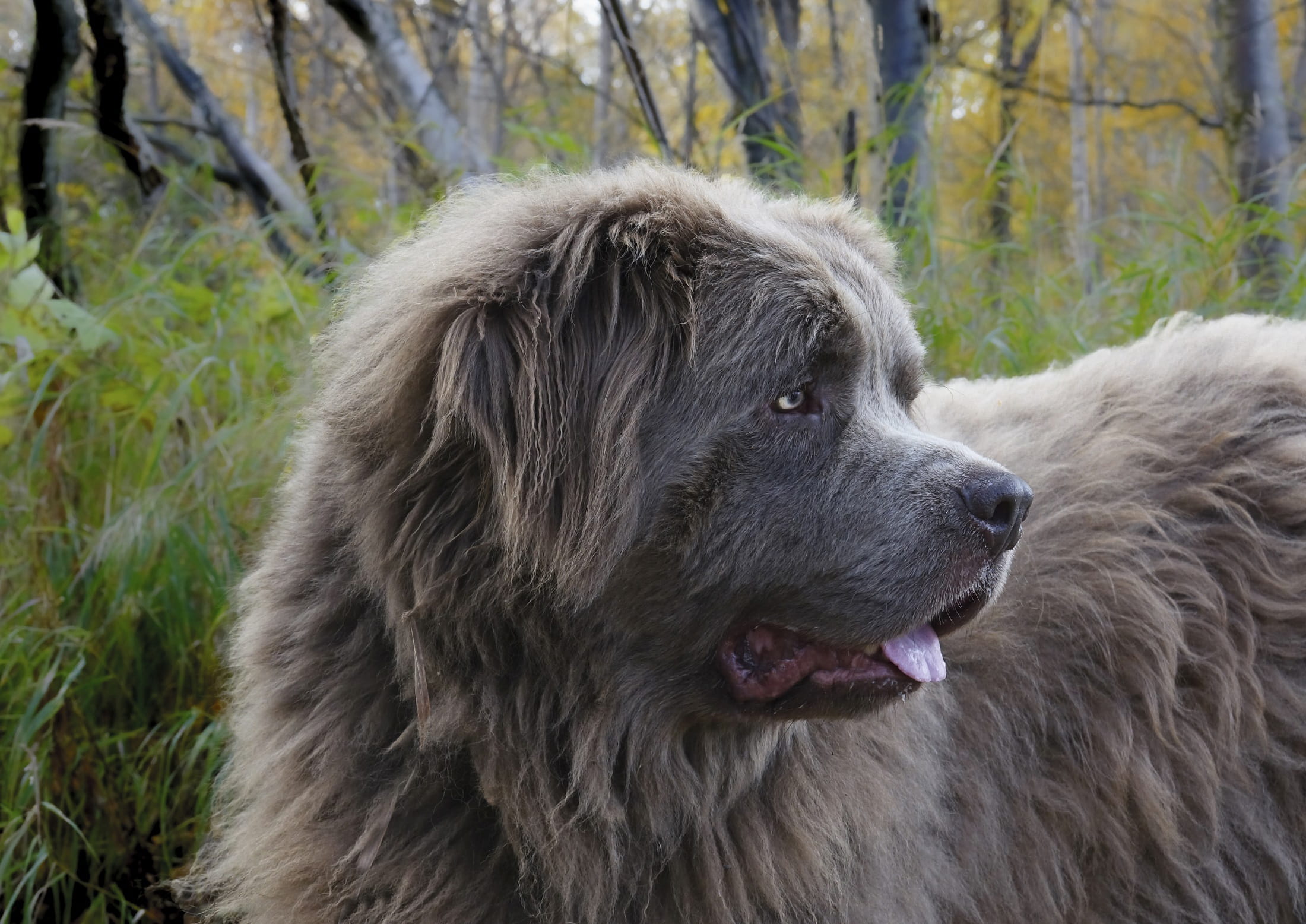 close-up, one animal, animal body part, vertebrate, medium, Newfoundland, outdoors, animal hair, looking away, day, pets, looking, purebred Dog, Gray, focus on foreground, HD Wallpaper