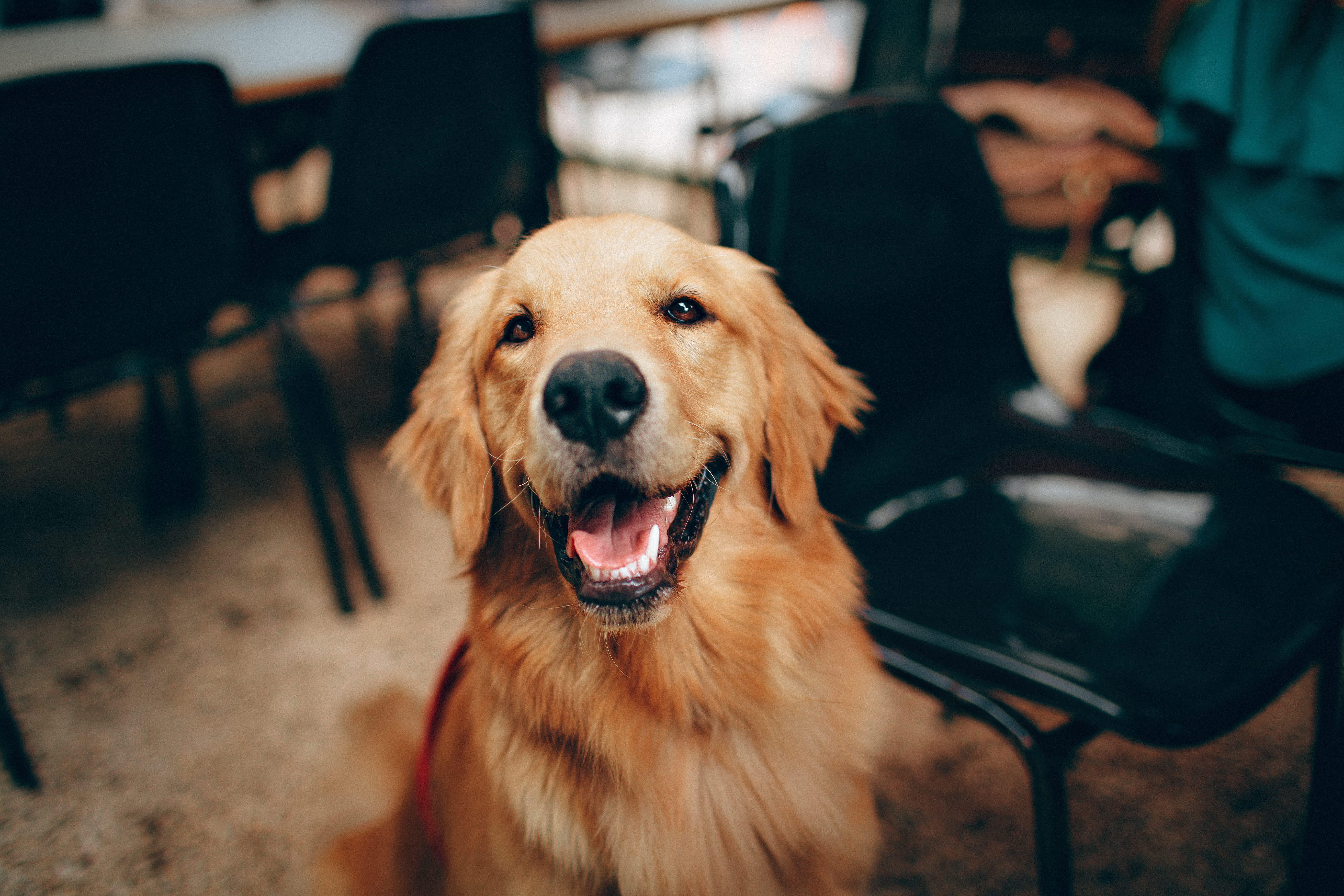 animal tongue, indoors, animal photography, pedigree, golden retriever, happy, labrador retriever, animal lover, selective focus, short, coated, one animal, HD Wallpaper