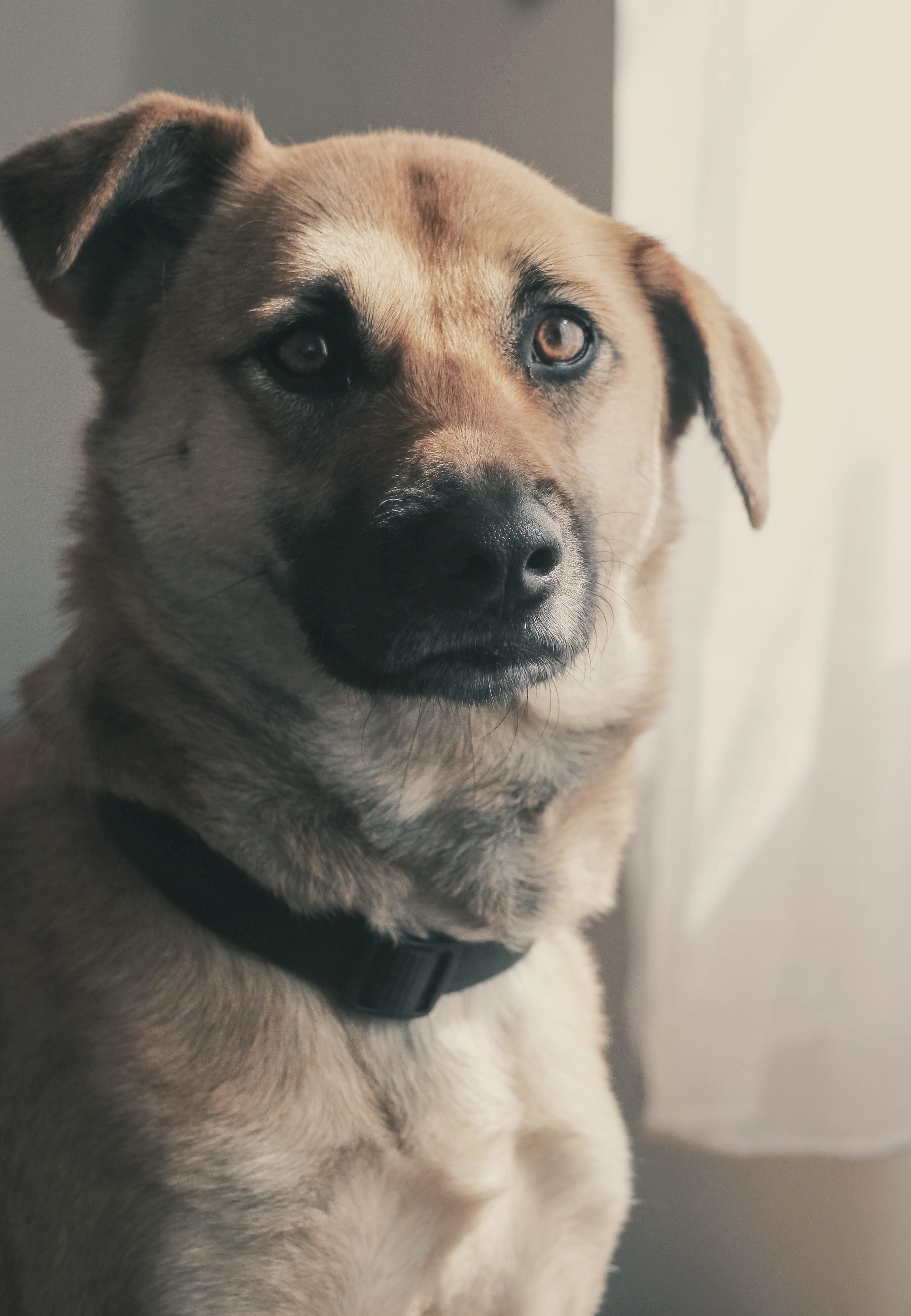 inside, close-up, animal body part, mixed breed, pet portrait, looking, animal portrait, domestic animals, cute, adorable, portrait, room, indoors, mammal, Phone HD Wallpaper