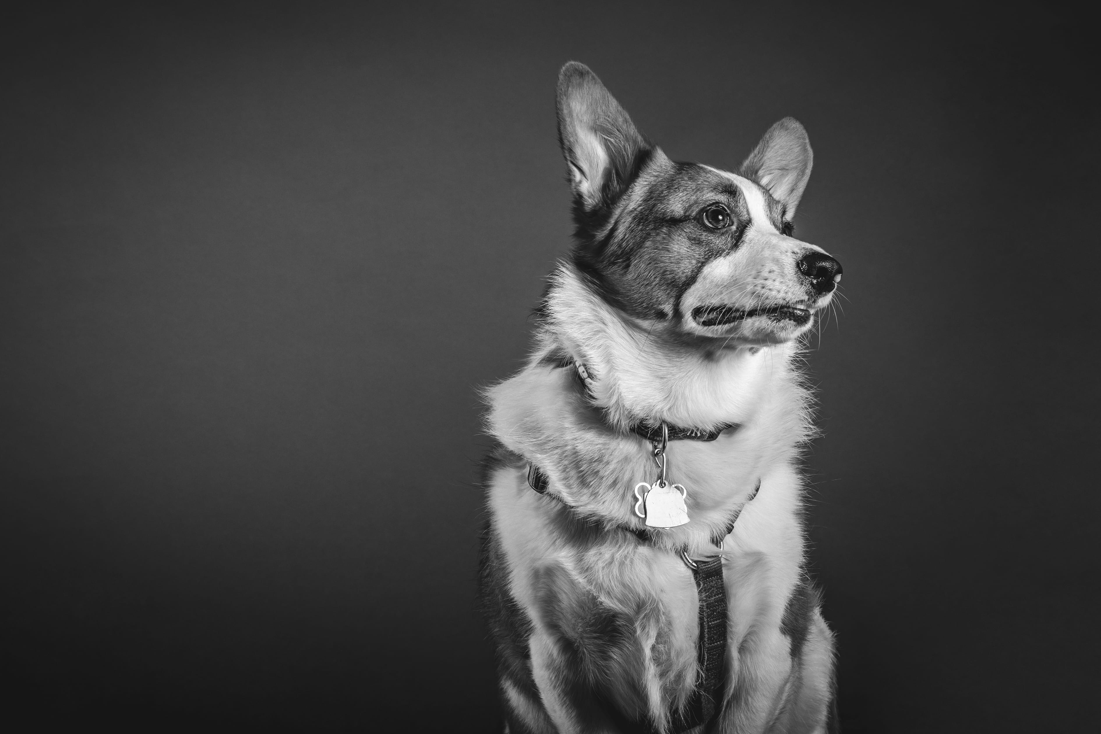direction, canine, mouth open, collar, vertebrate, one Animal, portrait, grayscale, coated, looking away, indoors, front view, medium, studio shot, domestic, HD Wallpaper