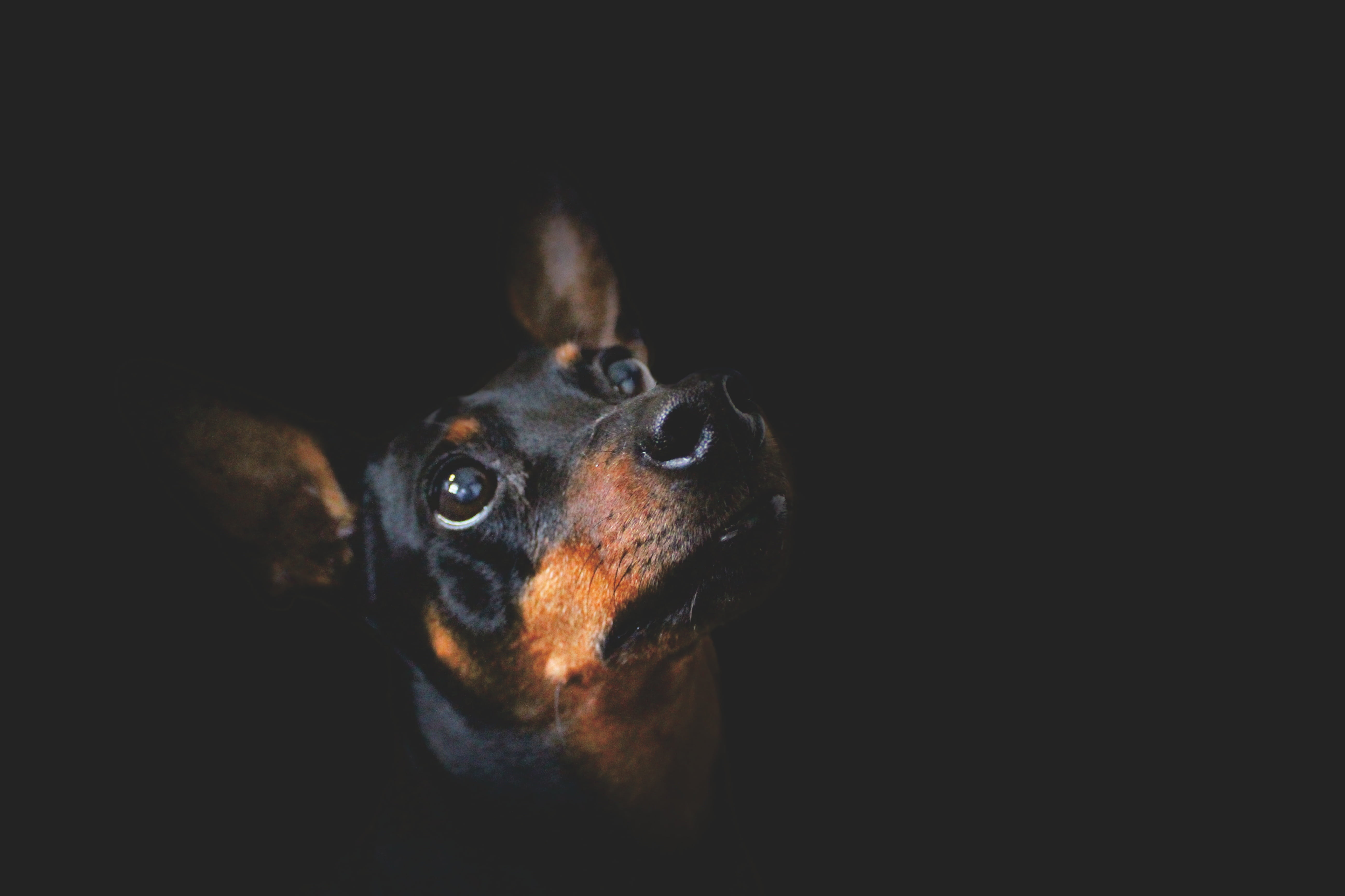 domestic animals, small, attractive, 5K, short, purebred Dog, black, copy space, domestic, one animal, pinscher, puppy, studio shot, dark, tan, canine, HD Wallpaper