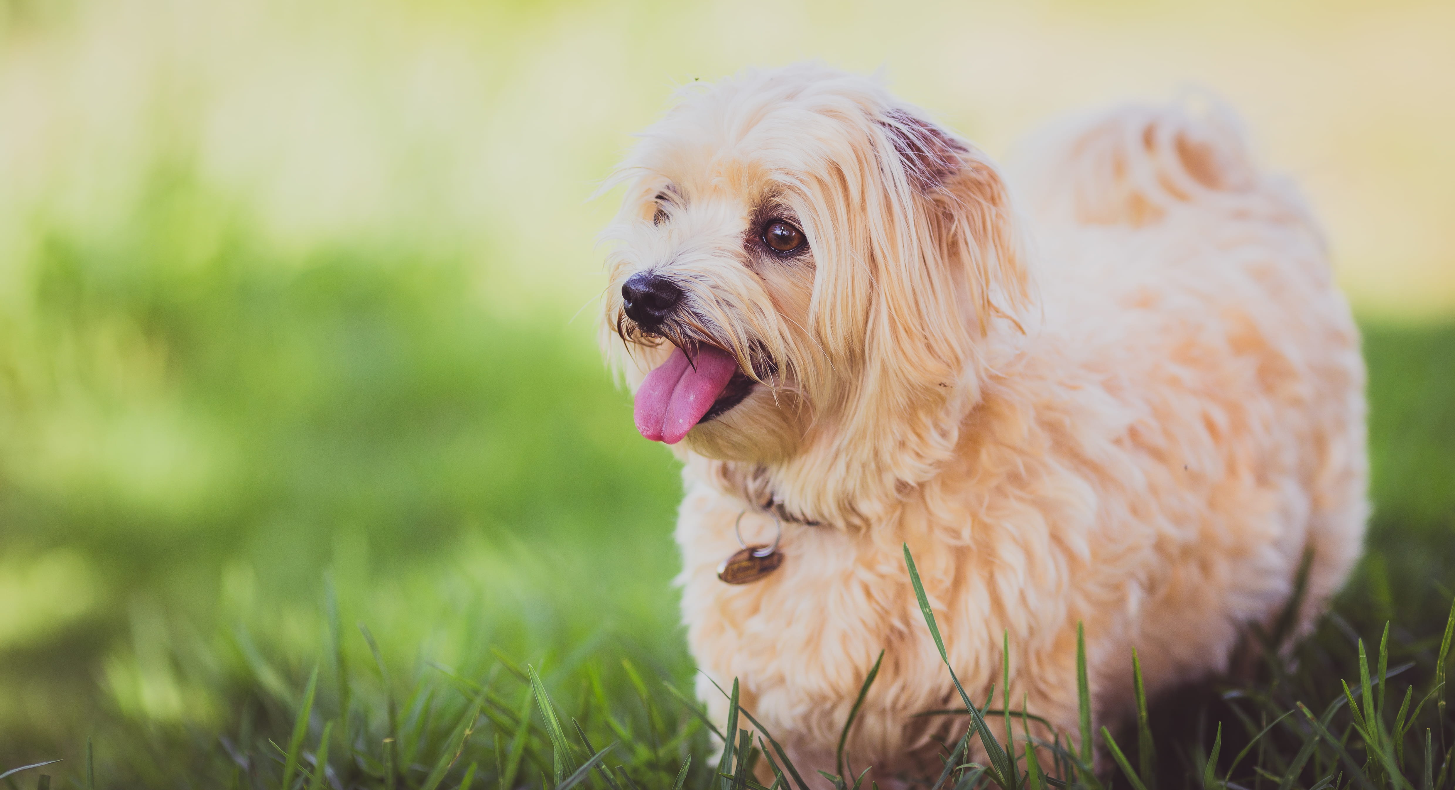 coated, photo, mammal, nature, tan, 4K, one animal, vertebrate, dogtag, grass, short, domestic animals, dog, animal themes, standing, fshort, smiling, HD Wallpaper