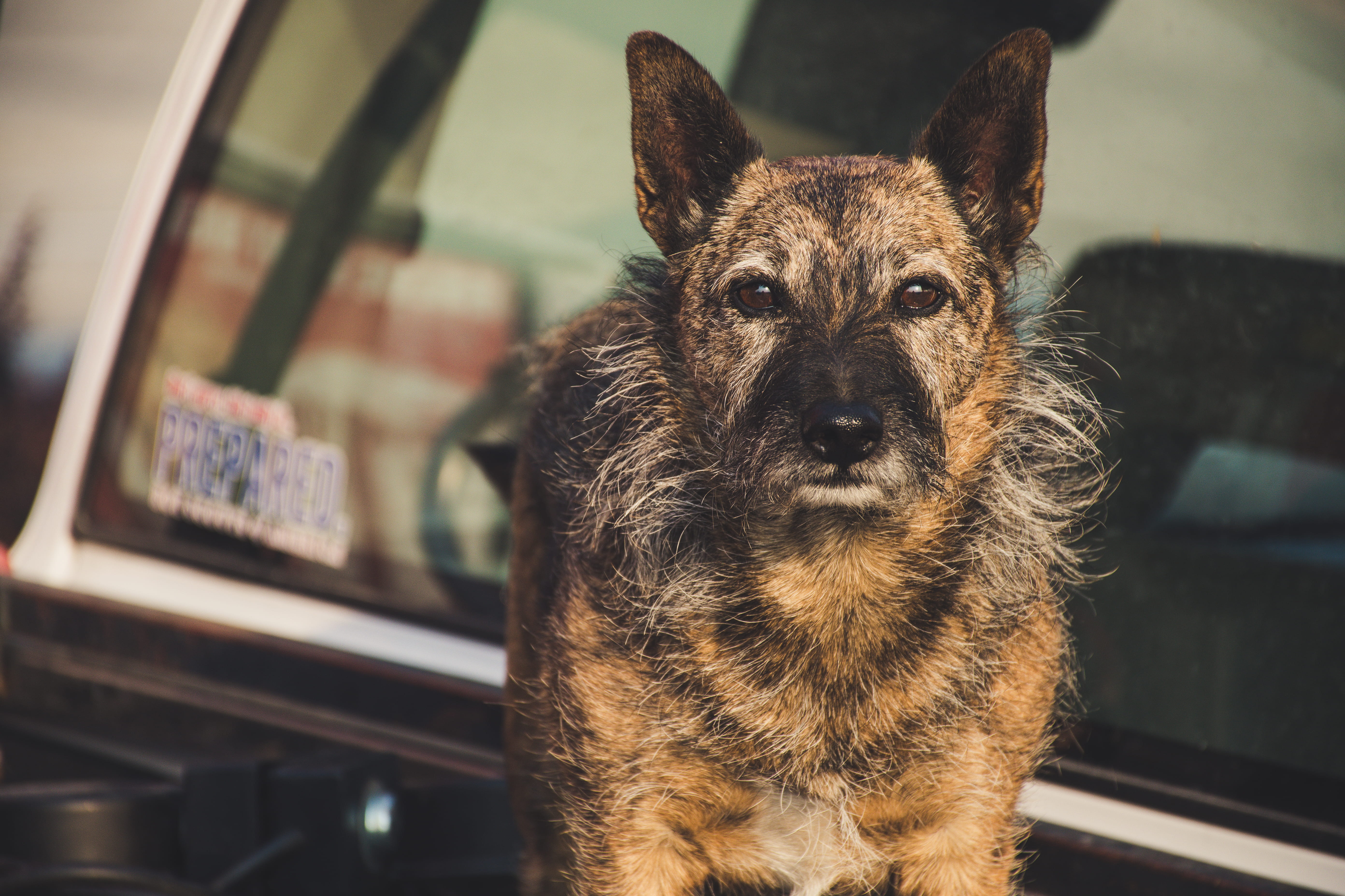 photography, one animal, selective, domestic animals, domestic, mammal, german shepherd, focus, pets, fur, focus on foreground, looking, pet, tan, portrait, HD Wallpaper