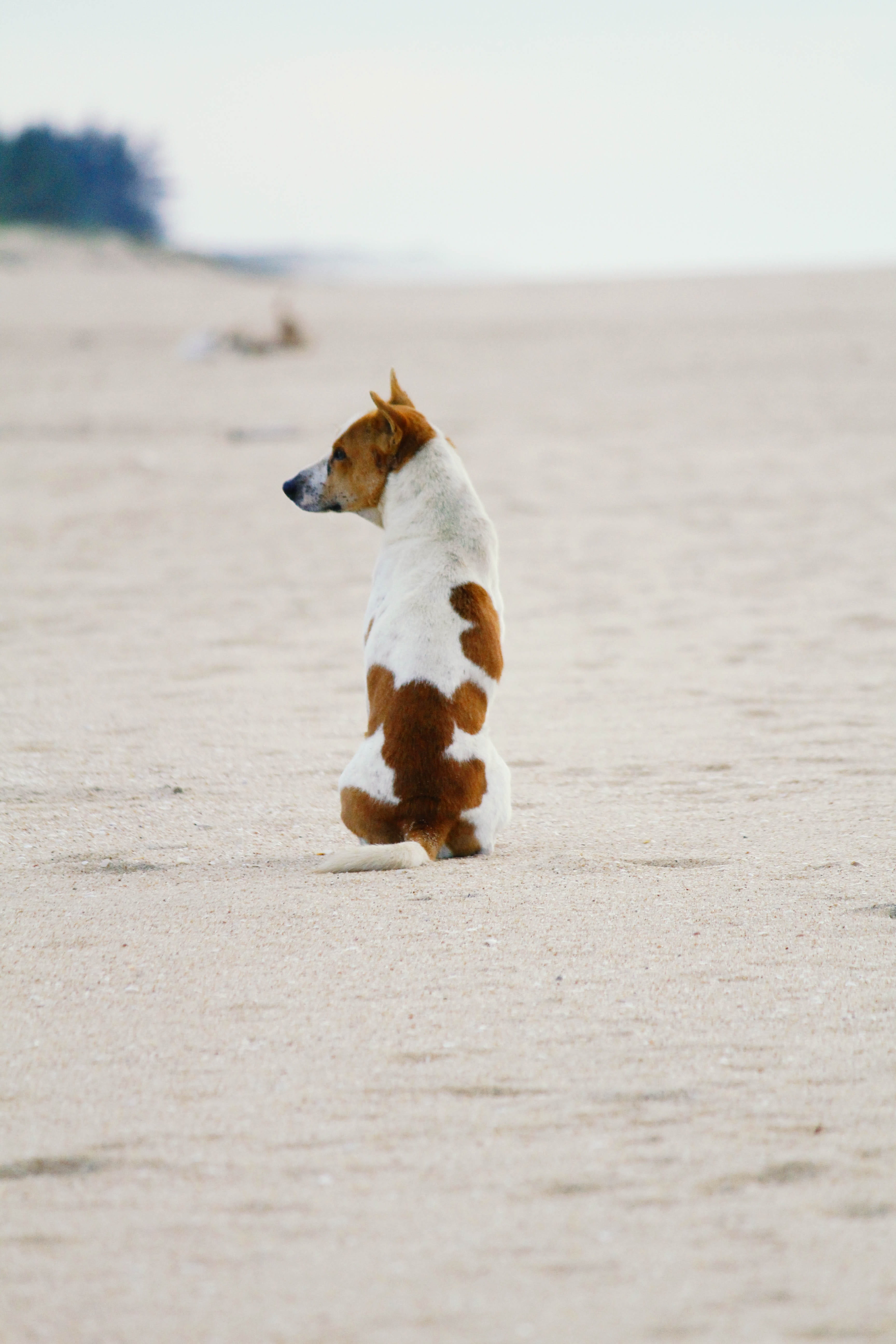 nature, cute, vertebrate, funny, portrait, focus, friend, pet, sea, young, lonely, eyes, breed, animal themes, tan, beach, photography, looking, coated, Phone HD Wallpaper