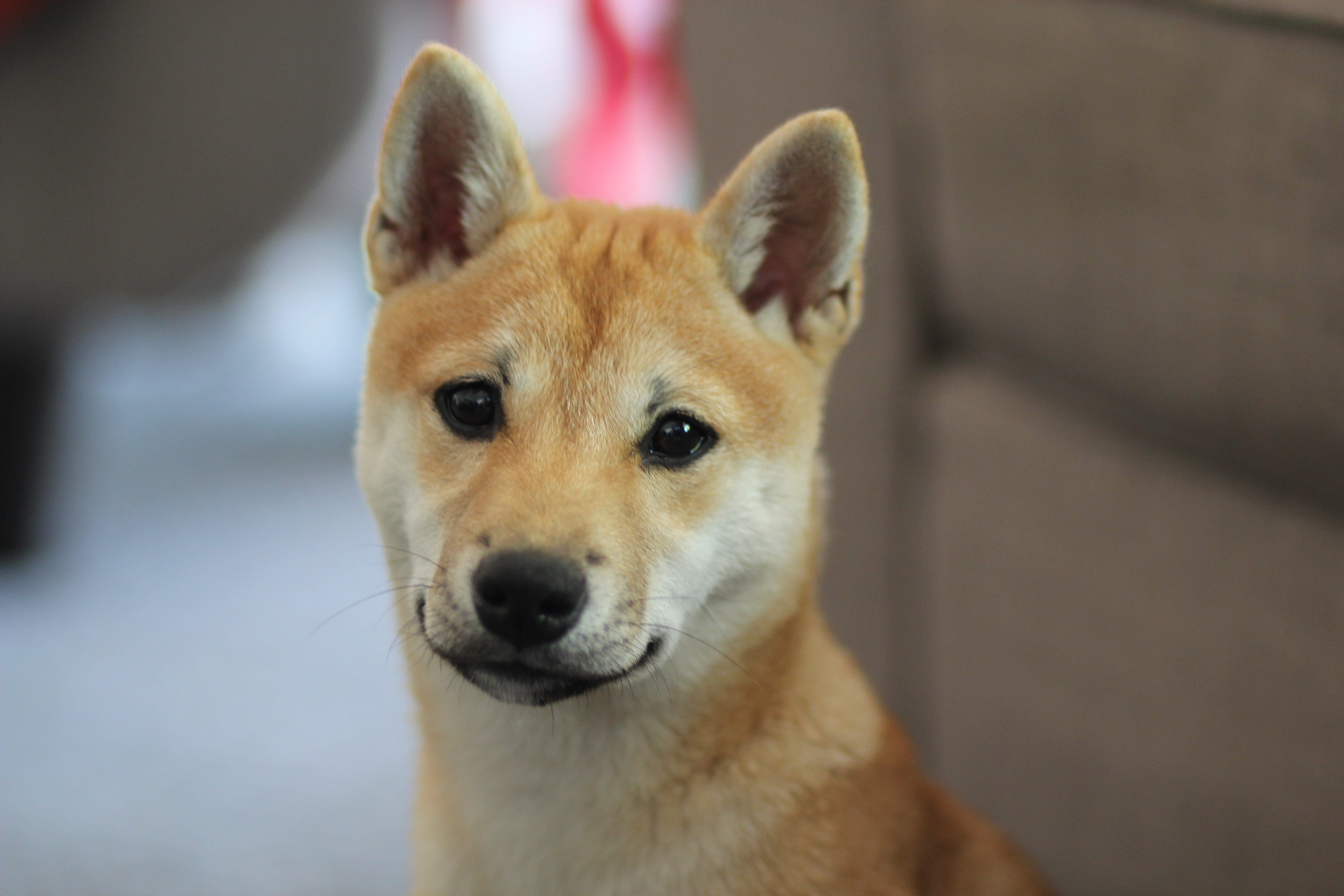 coated, looking at camera, breed, fluffy, shibainu, Shiba Inu, focus on foreground, 5K, young, mammal, friend, adorable, snout, animal body part, cute, HD Wallpaper
