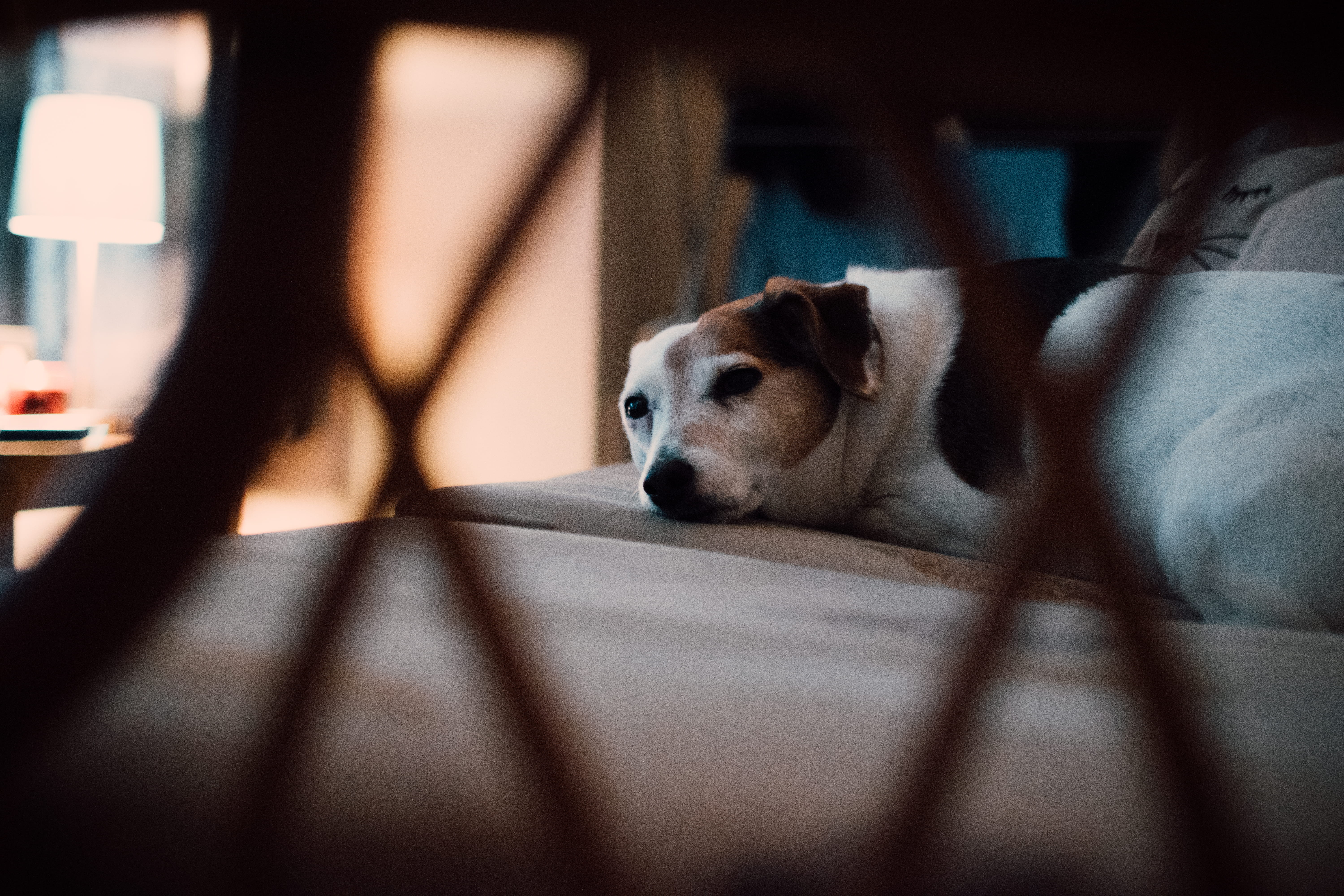 sleepy, young, breed, animal, vertebrate, chihuahua - dog, animal head, adorable, pet, home interior, relaxation, lying, close-up, canine, domestic, beagle, HD Wallpaper