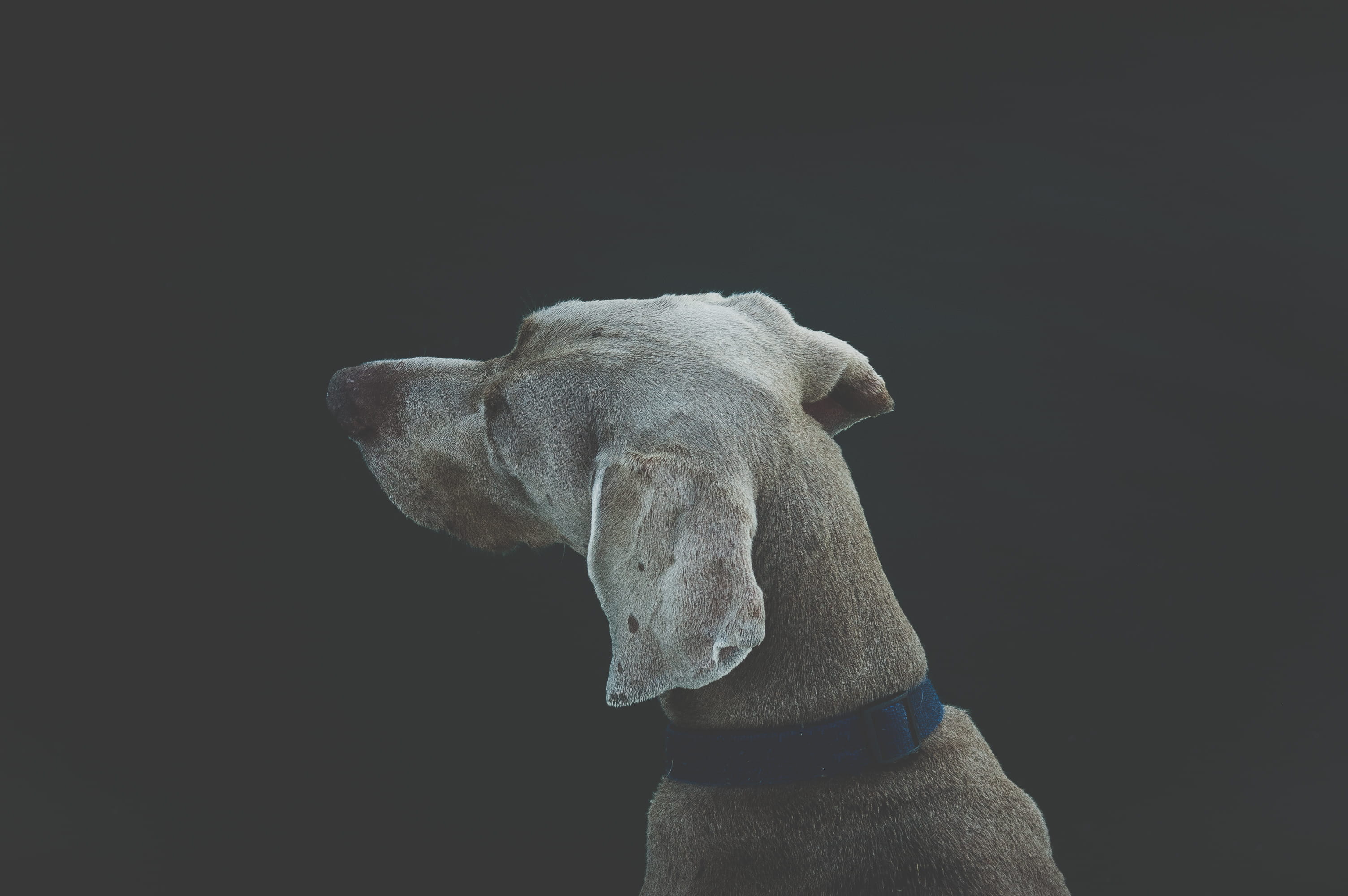 2K, selective, dane, domestic Animals, rear view, one animal, indoors, gray, mammal, domestic, coated, copy space, portrait, adult, short, studio Shot, HD Wallpaper