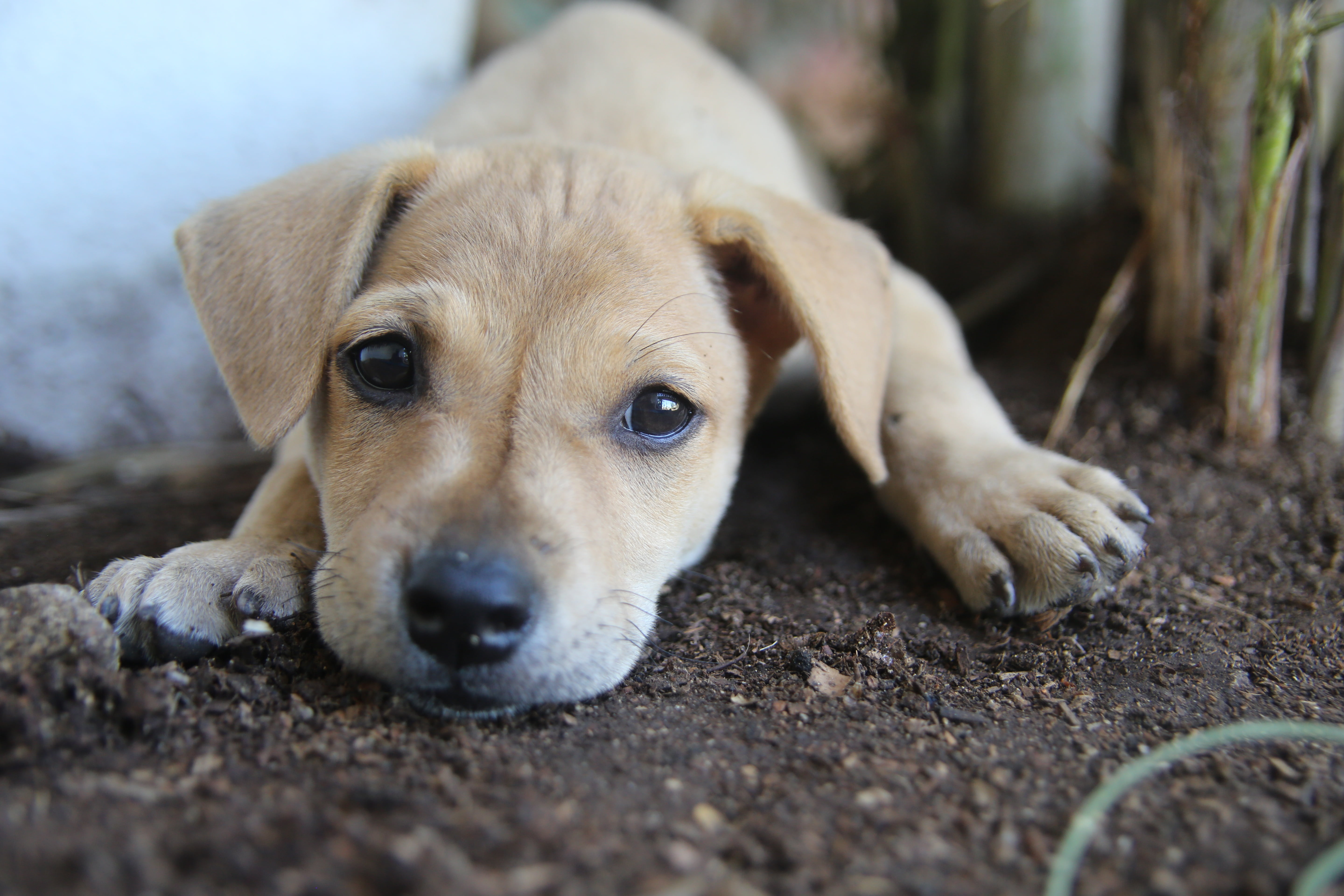 pets, domestic animals, one animal, animal themes, love, animal head, day, looking at camera, portrait, outdoors, pup, animal body part, coated, animal, HD Wallpaper