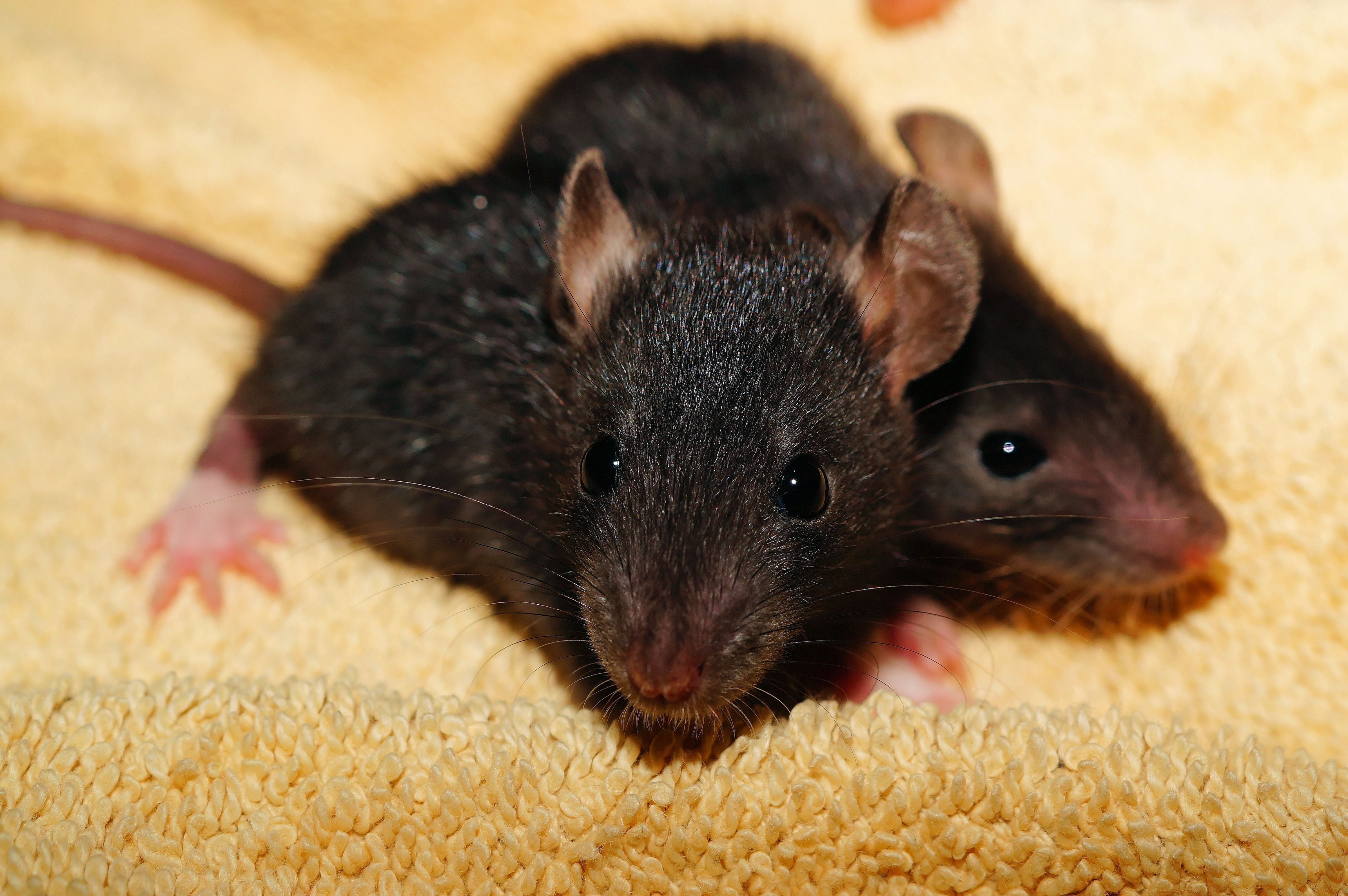 rodent, pest, indoors, Helpless, close-up, no people, mammal, cute, 4K, nature, animal themes, mouse, black, animal wildlife, rat babies, animal, Rat, HD Wallpaper