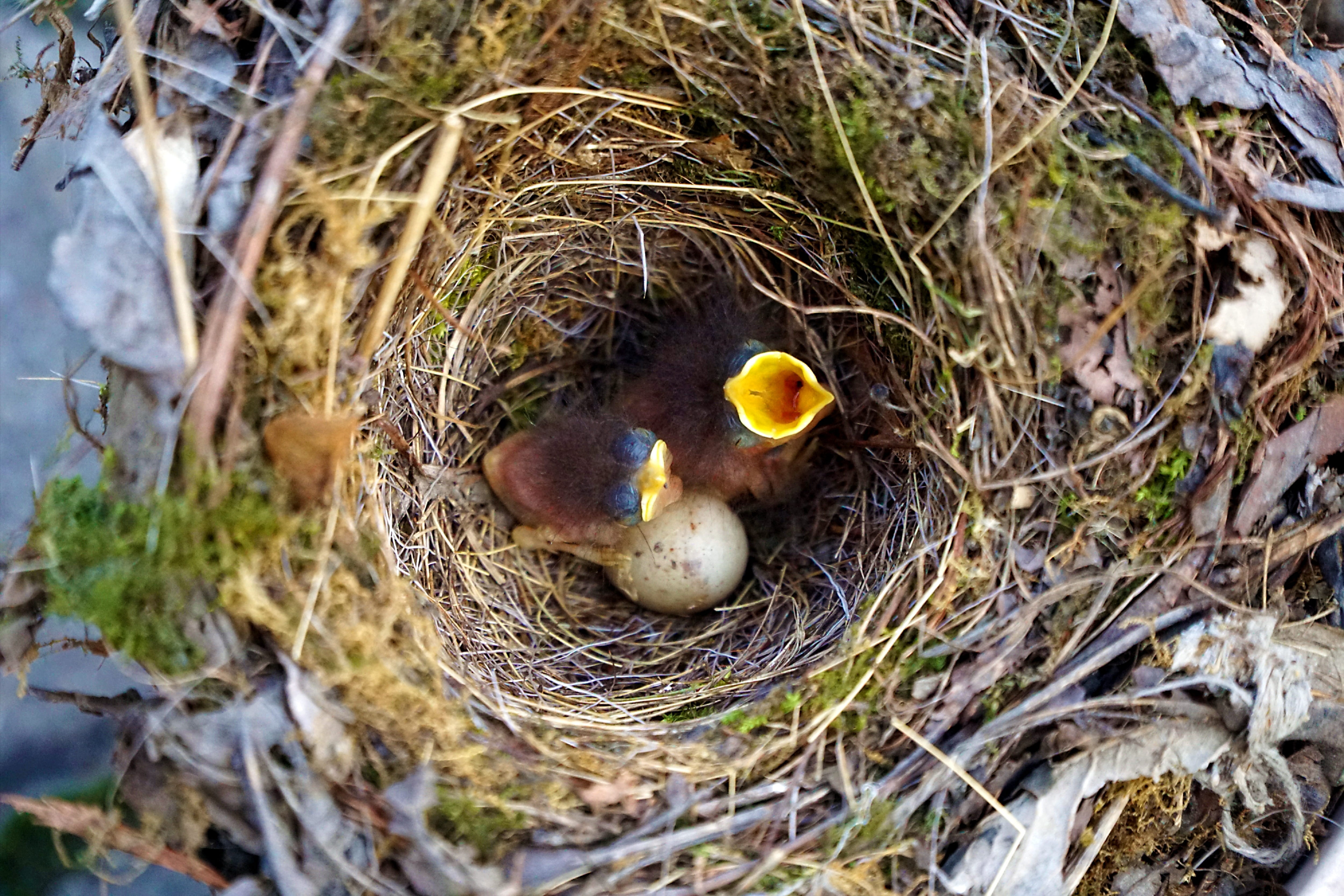 beginnings, Robin, animal egg, feed, open, animal themes, food, mouth open, animal wildlife, plant, birds, animal nest, egg, wait, Nest, close-up, selective focus, HD Wallpaper