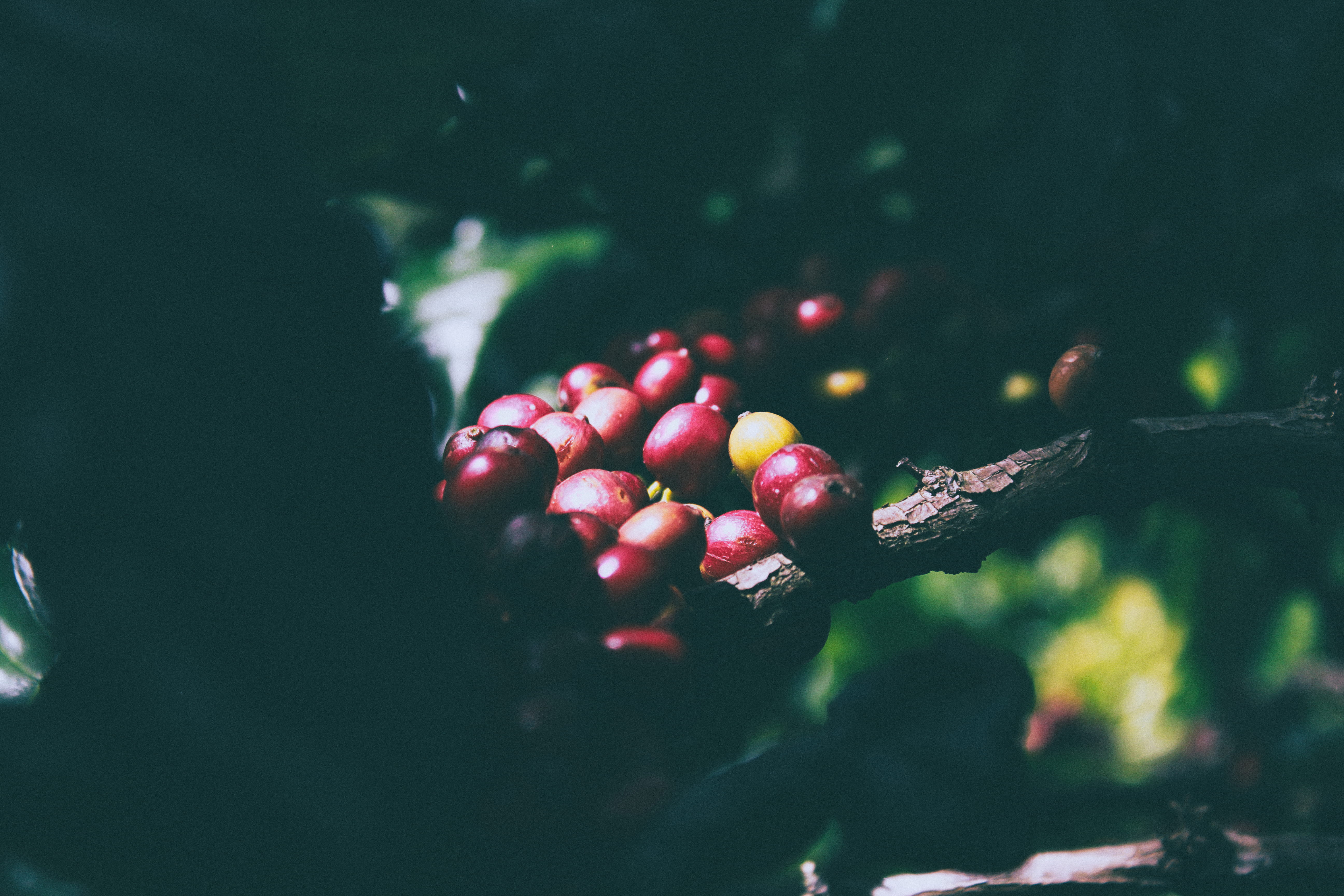 day, coffee, tree, growth, human hand, hand, land, 5K, fruit, selective focus, vietnam, plantation, healthy eating, agriculture, freshness, ripe, food, HD Wallpaper