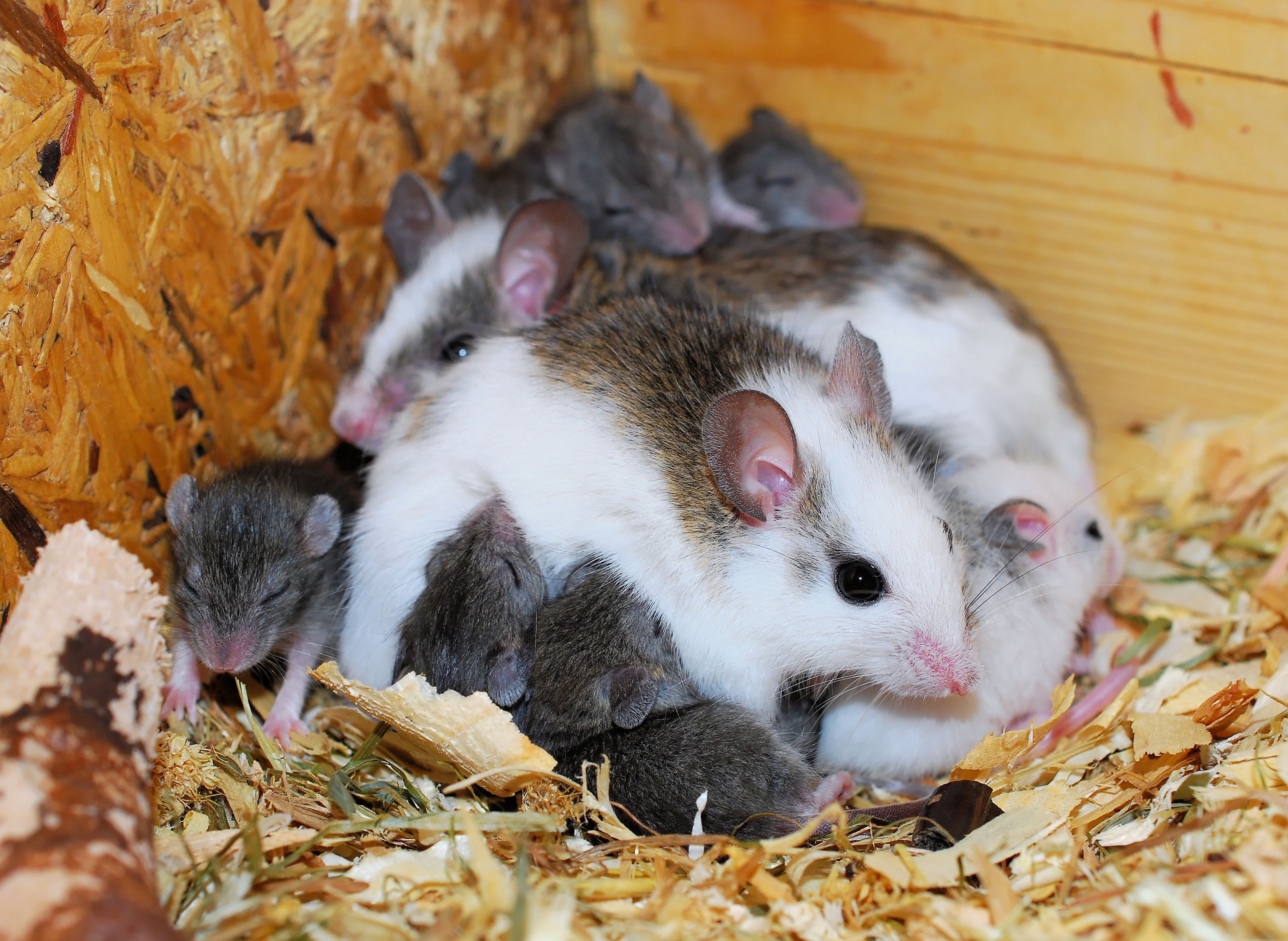 young, mice, day, whisker, cute, grey brown, domestic, together, domestic animals, no people, hungry, nature, leaves, plant part, animal, recovered, mastomys, HD Wallpaper
