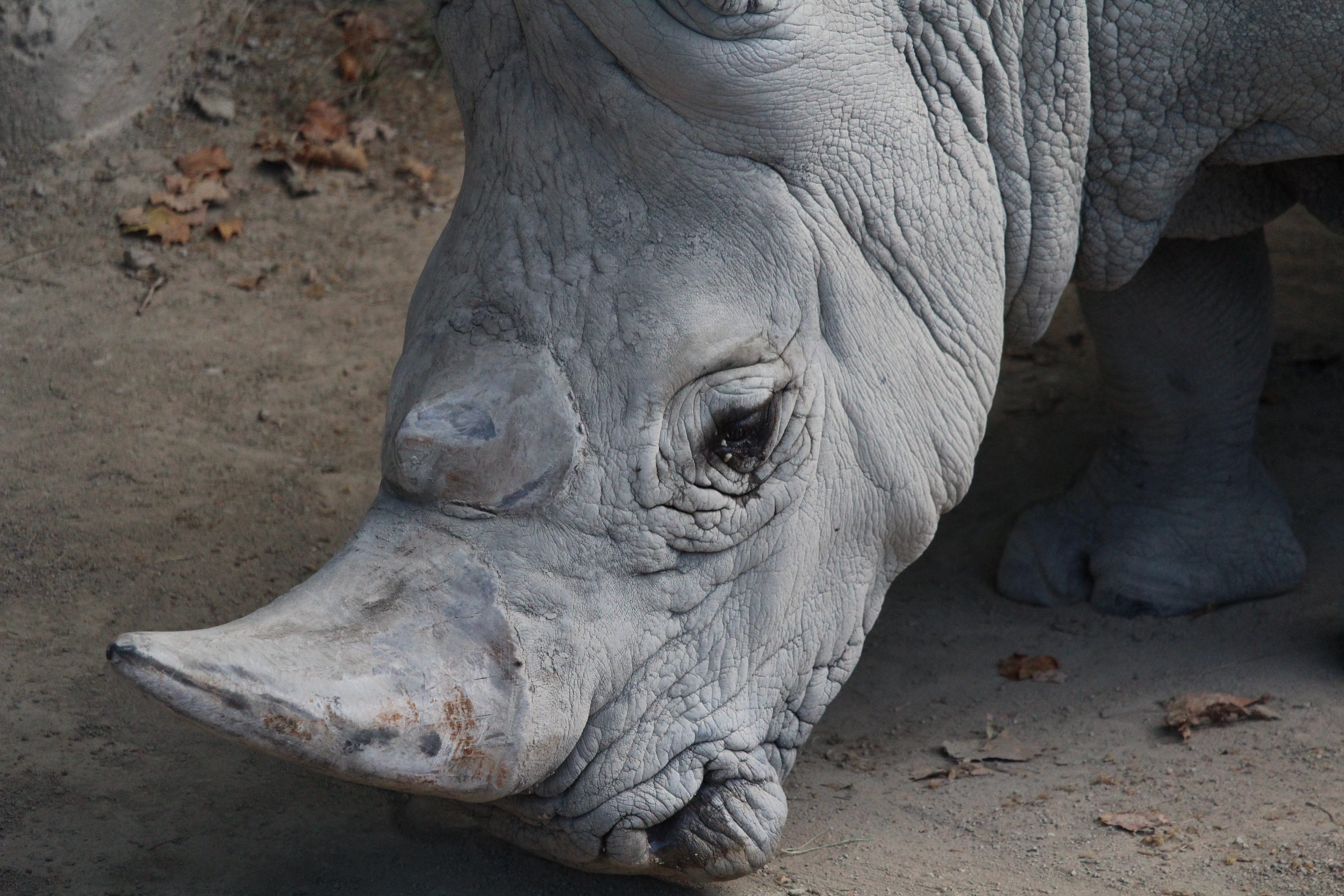 africa, safari Animals, animal themes, isolated, animal head, conservation, gray, white rhino, nature, species, zoo, endangered animals, helpless, wildlife, HD Wallpaper