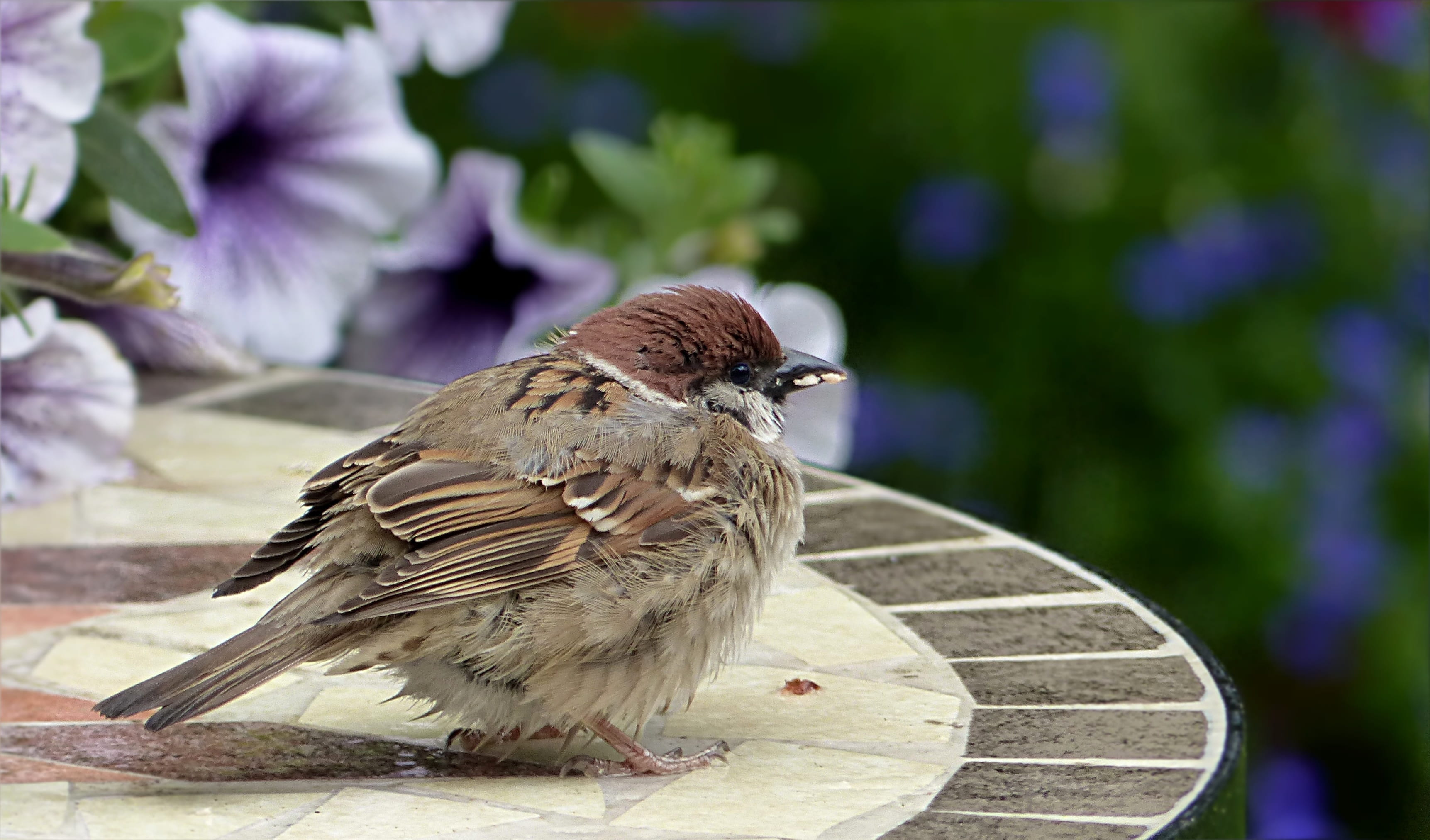 2K, Sparrow, vertebrate, no people, outdoors, feeding, animal, focus on foreground, full length, Bird, animals in the wild, sperling, exhausted, close-up, HD Wallpaper