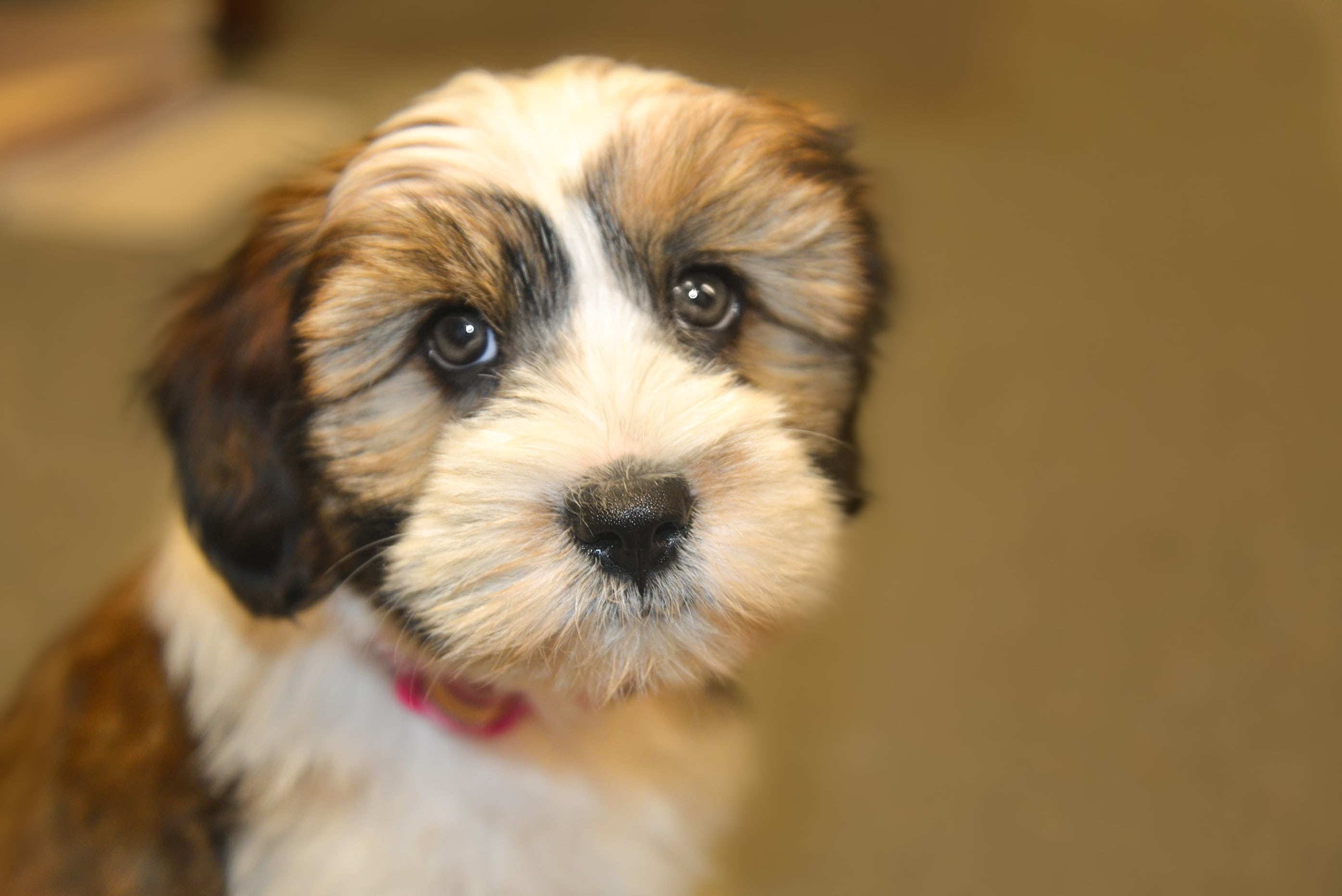 no people, portrait, looking, dog, lap dog, 2K, short, domestic Animals, purebred Dog, indoors, close-up, puppy, tibet terrier, pet, looking at camera, HD Wallpaper