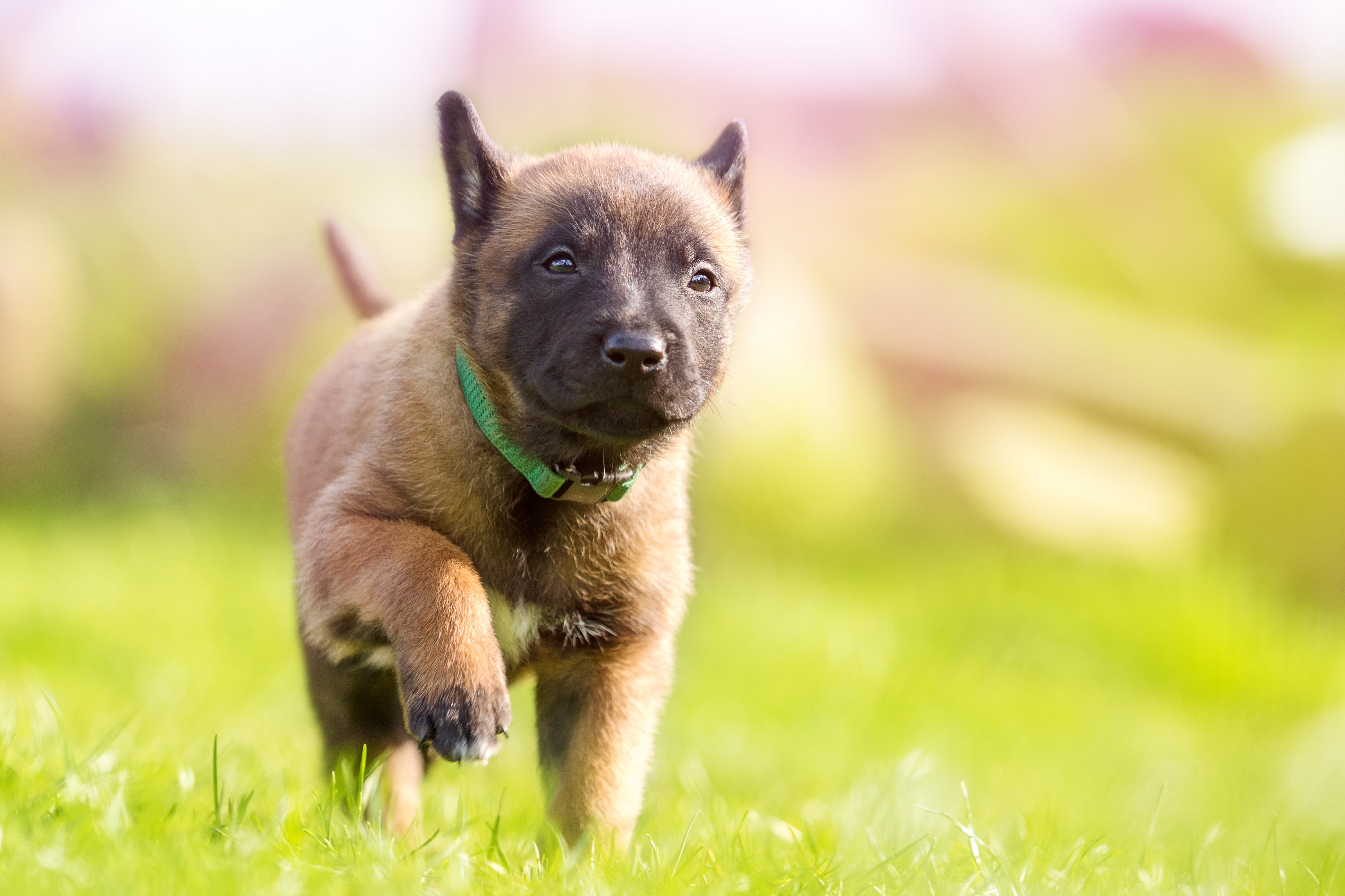 plant, field, no people, purebred Dog, short, 4K, sweet, outdoors, summer, puppy, one animal, mammal, pet, small, running, coated, dog puppy, portrait, HD Wallpaper