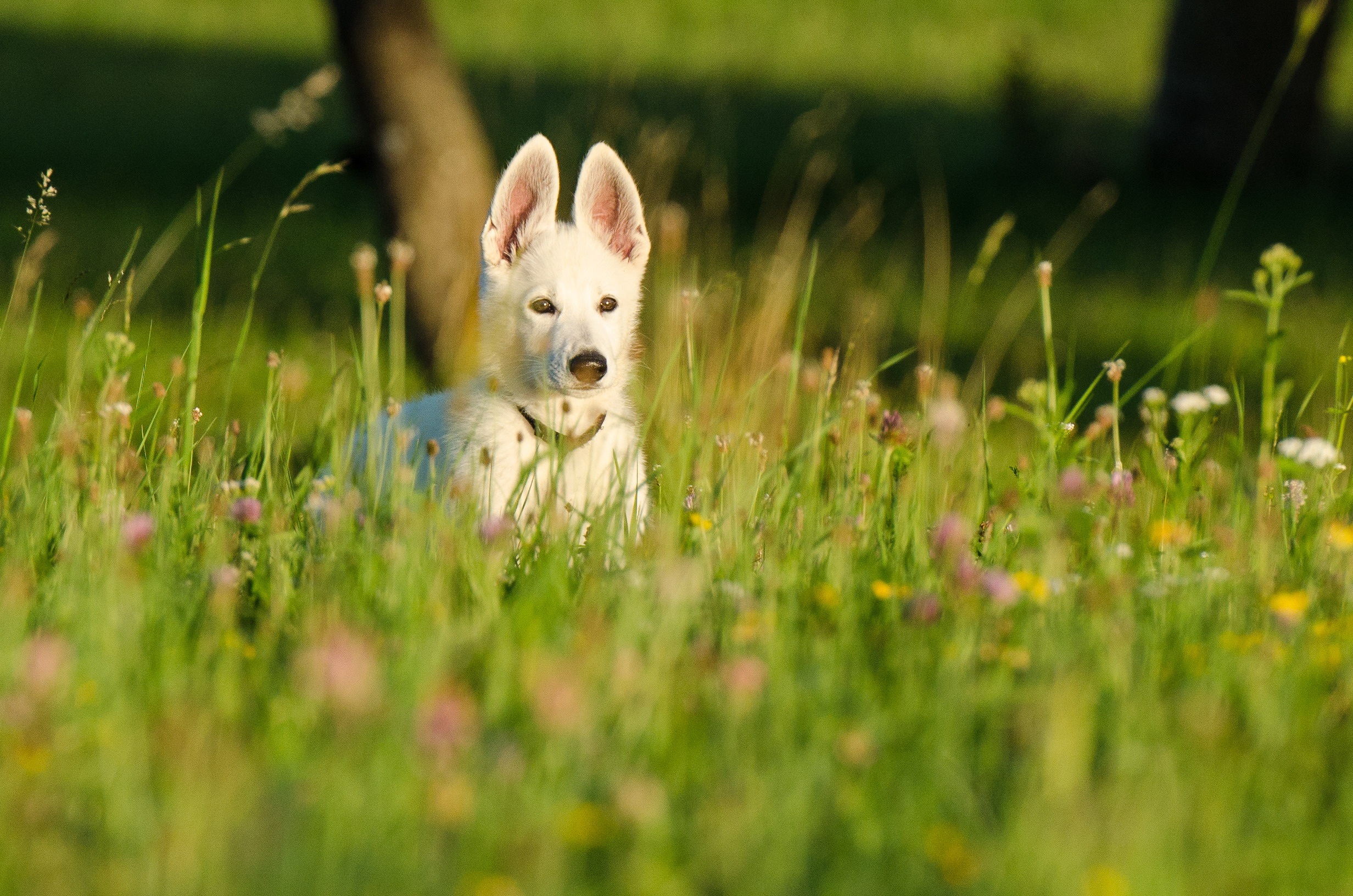 white, daytime, sled Dog, white shepherd, mammal, plant, animal head, coated, dog, cute, one animal, field, schäfer dog, outdoors, siberian Husky, animal, HD Wallpaper