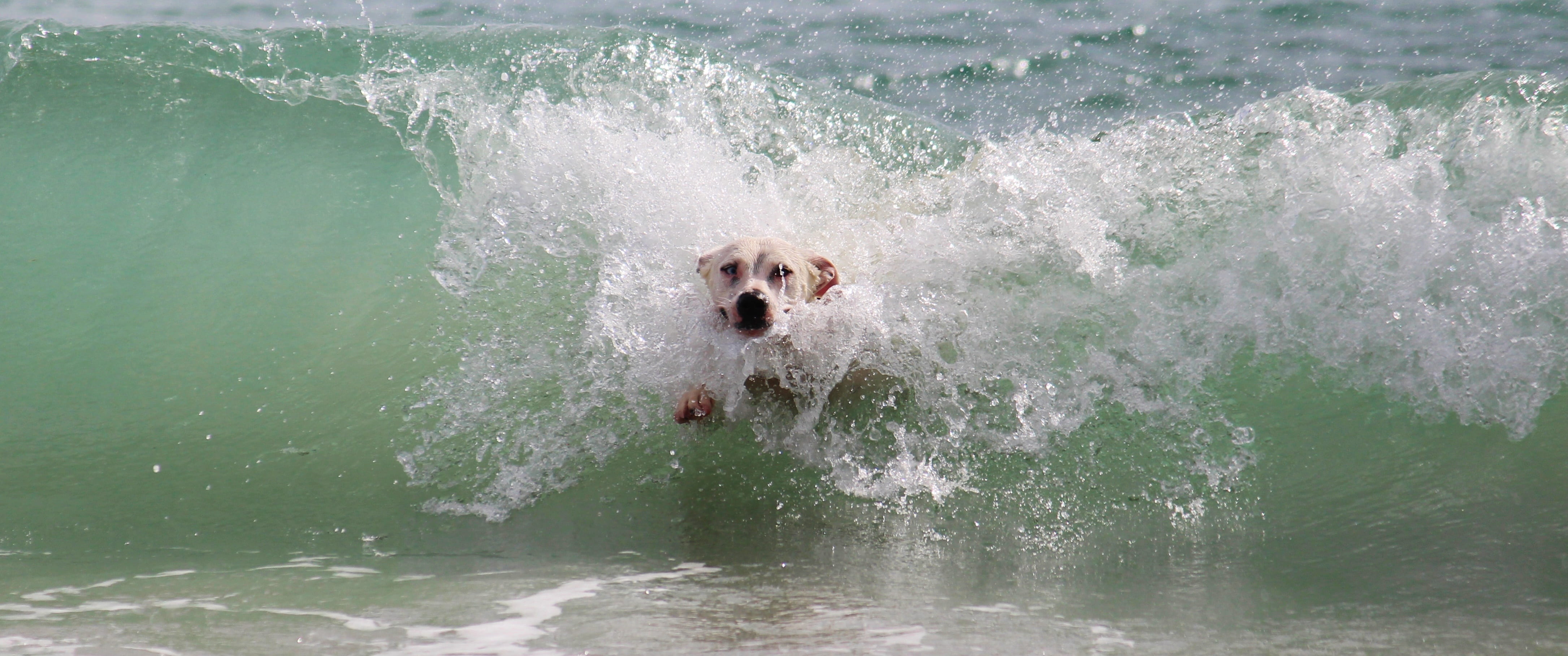 purebred dog, daytime, splashing, no people, medium, sport, coated, nature, surf, motion, day, wave, play, wet, domestic animals, white, one animal, short, HD Wallpaper