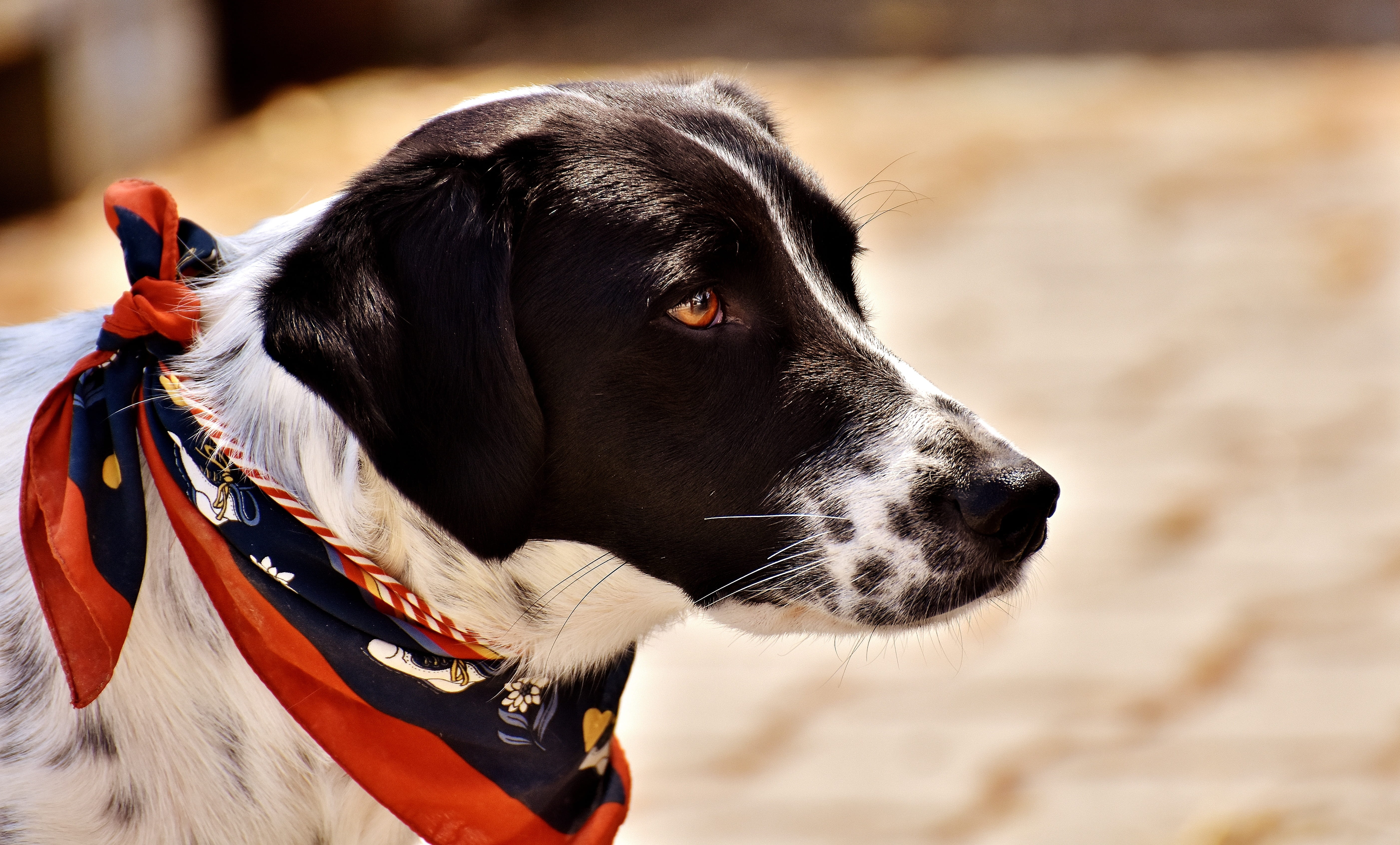 animal themes, view, outdoors, black dog, pets, focus on foreground, animal, whisker, curious, 5K, short, white, black, animals And Pets, dog, looking, HD Wallpaper