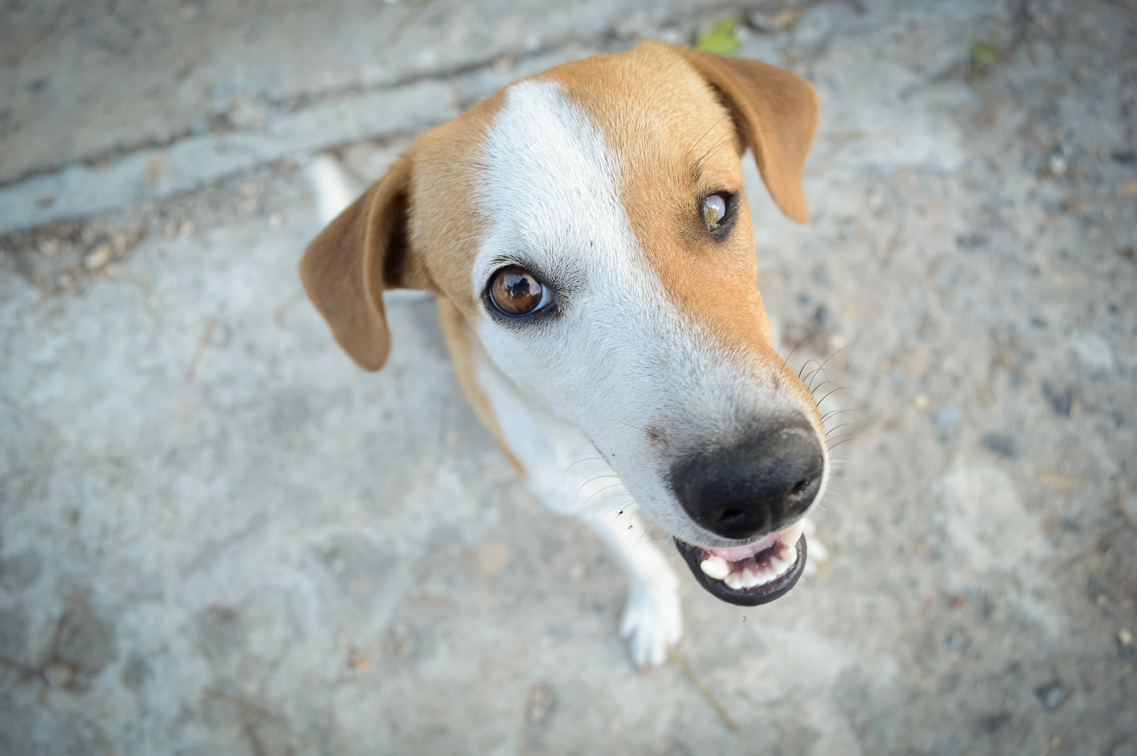purebred Dog, animals, animal head, pet, looking, domestic, whisker, animal eye, look, animal, loving, puppy, dog running, high angle view, animal nose, HD Wallpaper
