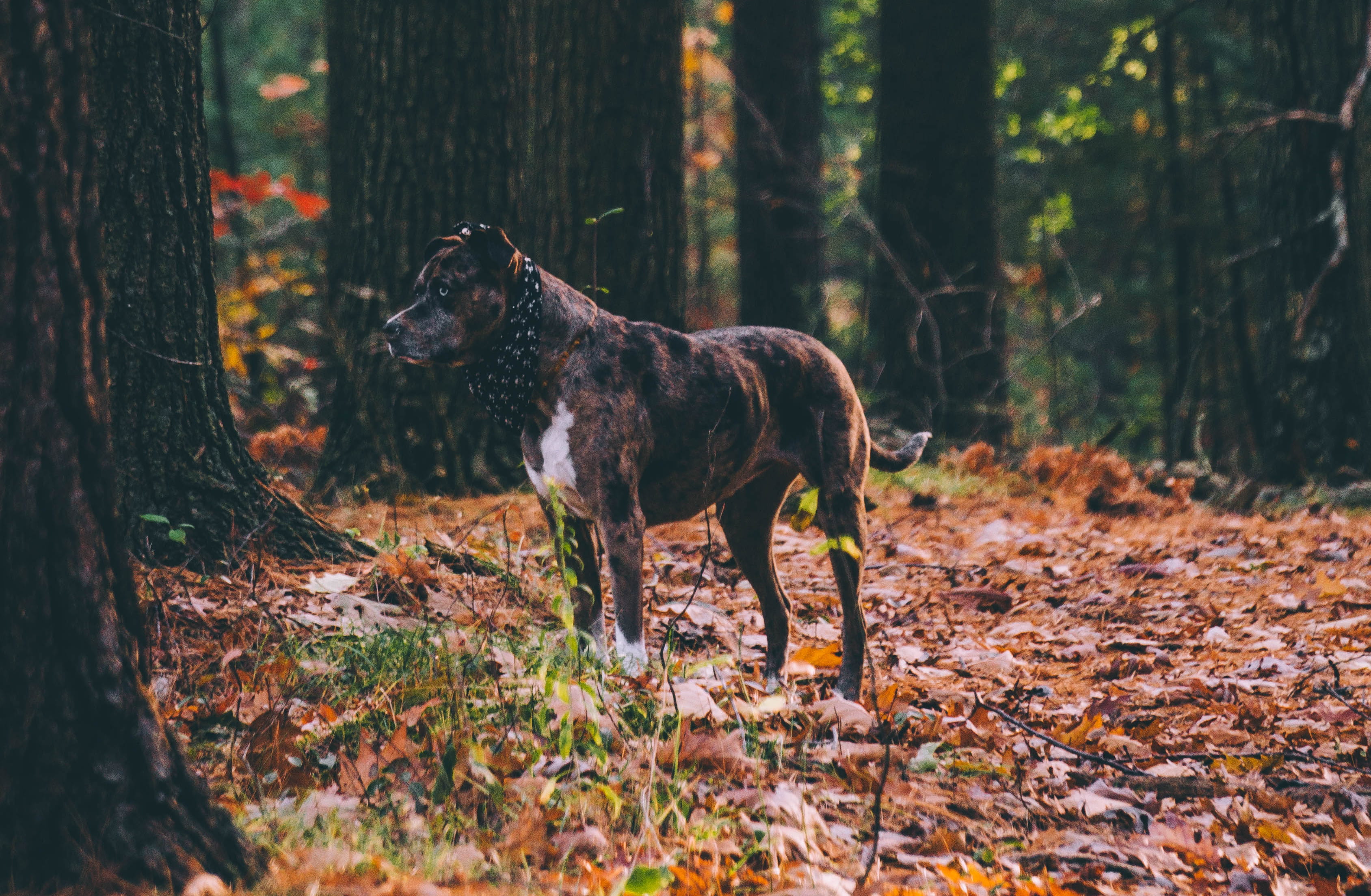 woodland, brindle, day, tree, one animal, catahoula, horse, brown, coat, leaves, ground, animal, rural Scene, dried, domestic animals, no people, white, HD Wallpaper